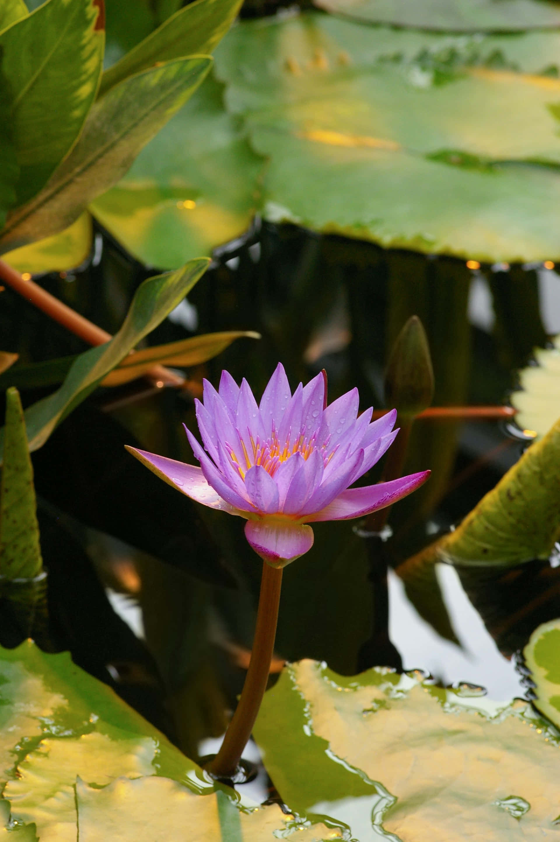light purple water lily, pond, green lily pads, 2K Phone Wallpaper