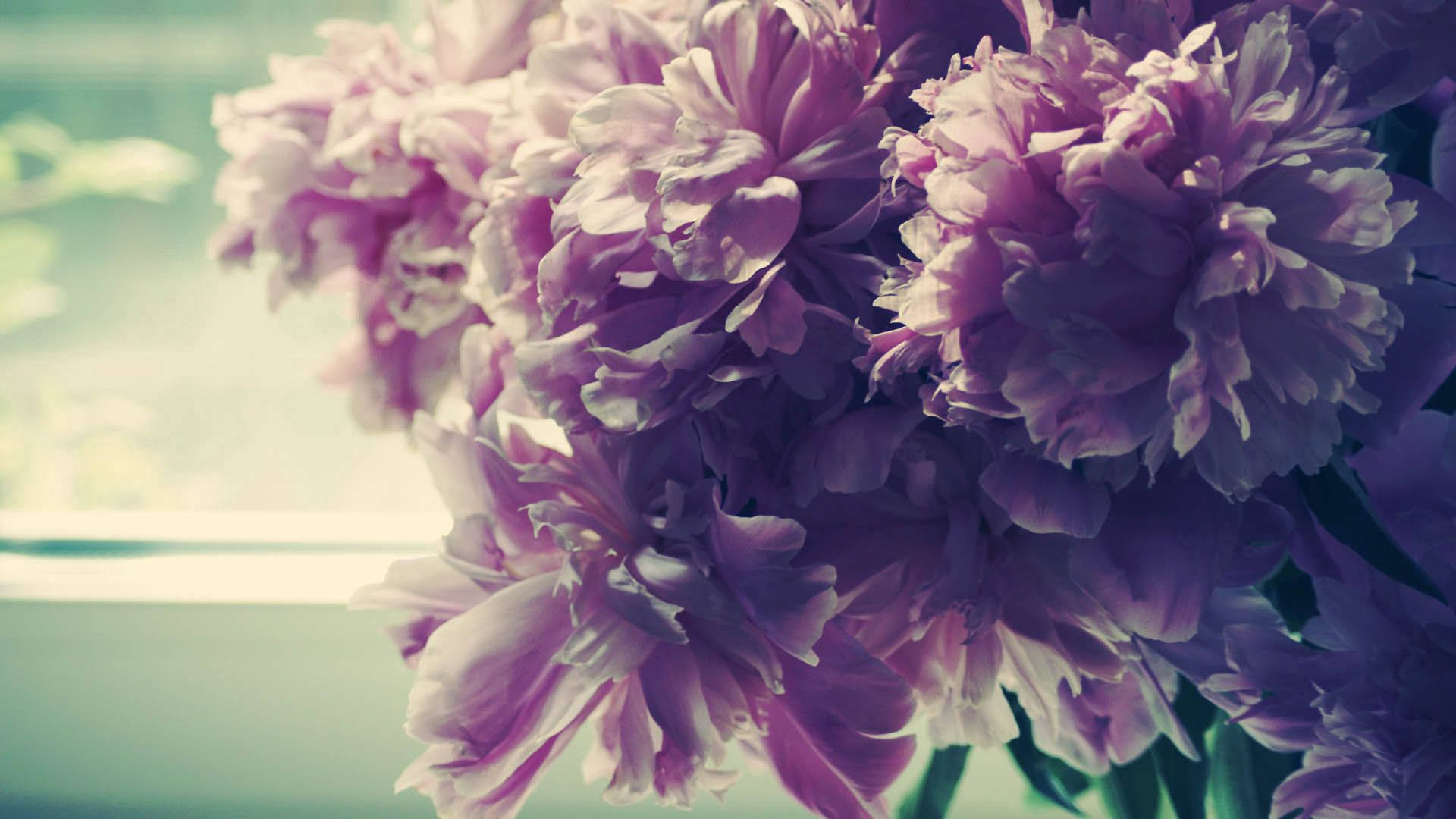 muted purple flower, purple peonies, delicate layered petals, Full HD Desktop Wallpaper