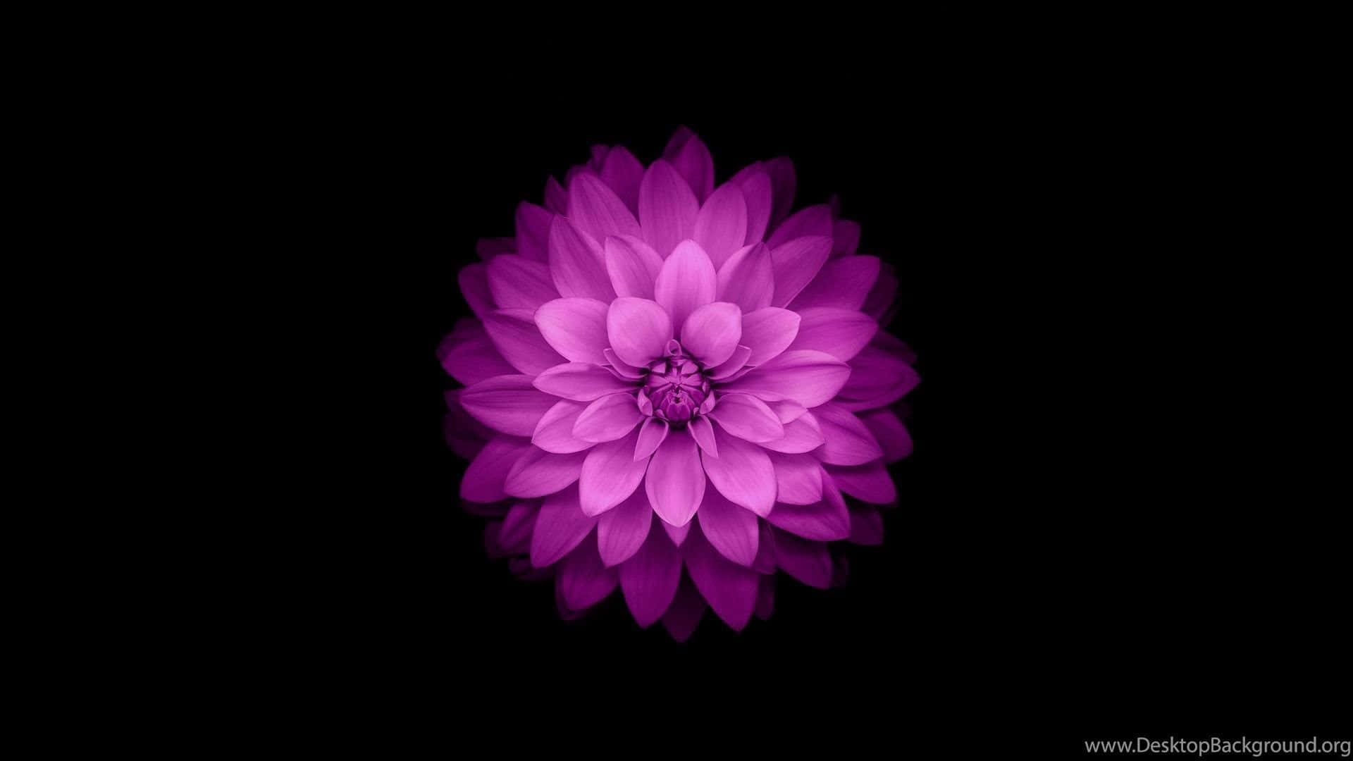 purple dahlia, black background, soft lighting, Full HD Desktop Wallpaper