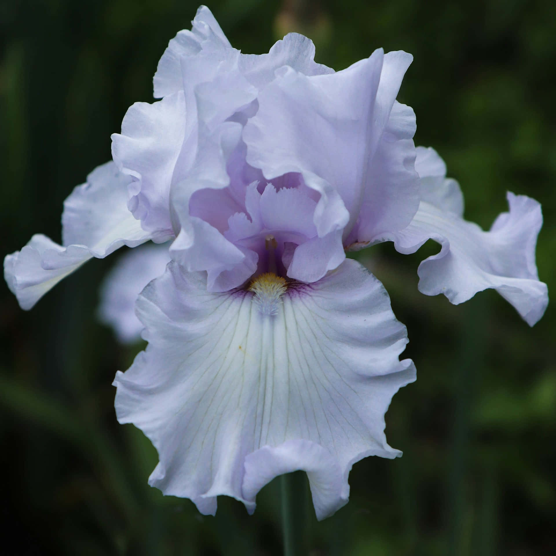 delicate light purple iris flower, lavender and white iris flower, ruffled petals, Full HD Desktop Wallpaper