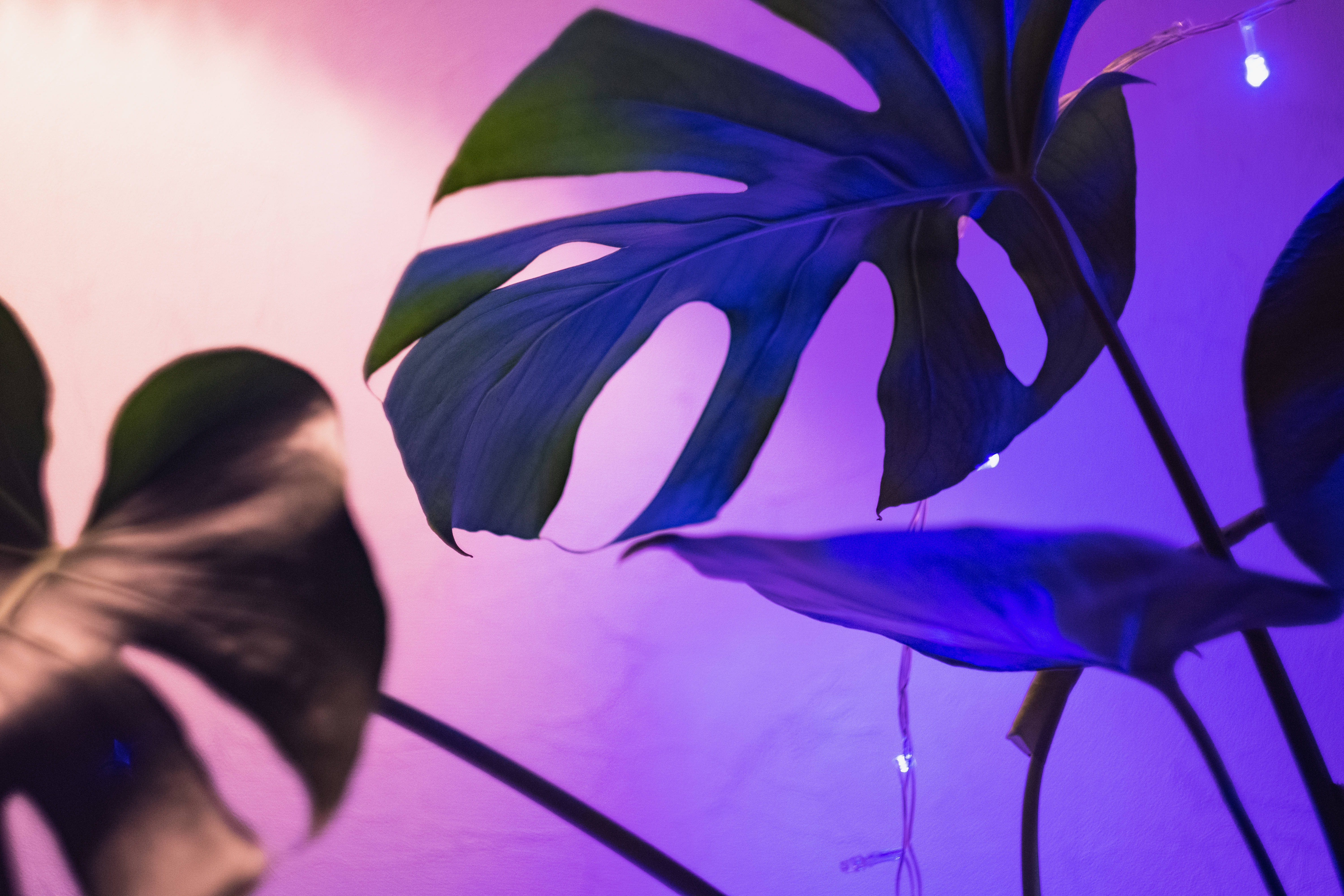 Monstera leaves, vibrant purple neon lights, pink neon lights, 5K Desktop Wallpaper