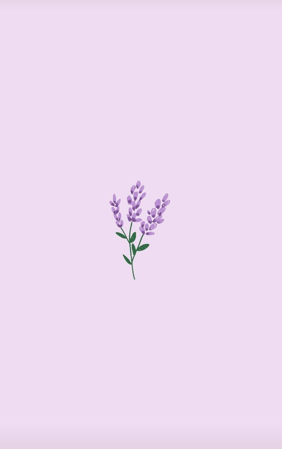 English Lavender, light purple background, lavender sprig, HD Phone Wallpaper