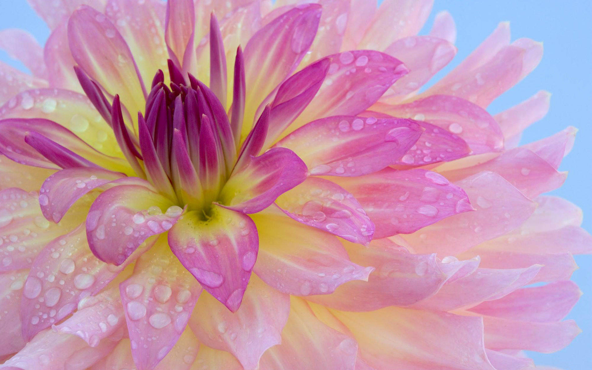 light purple dahlia, water drops, pink and yellow dahlia, Full HD Desktop Wallpaper