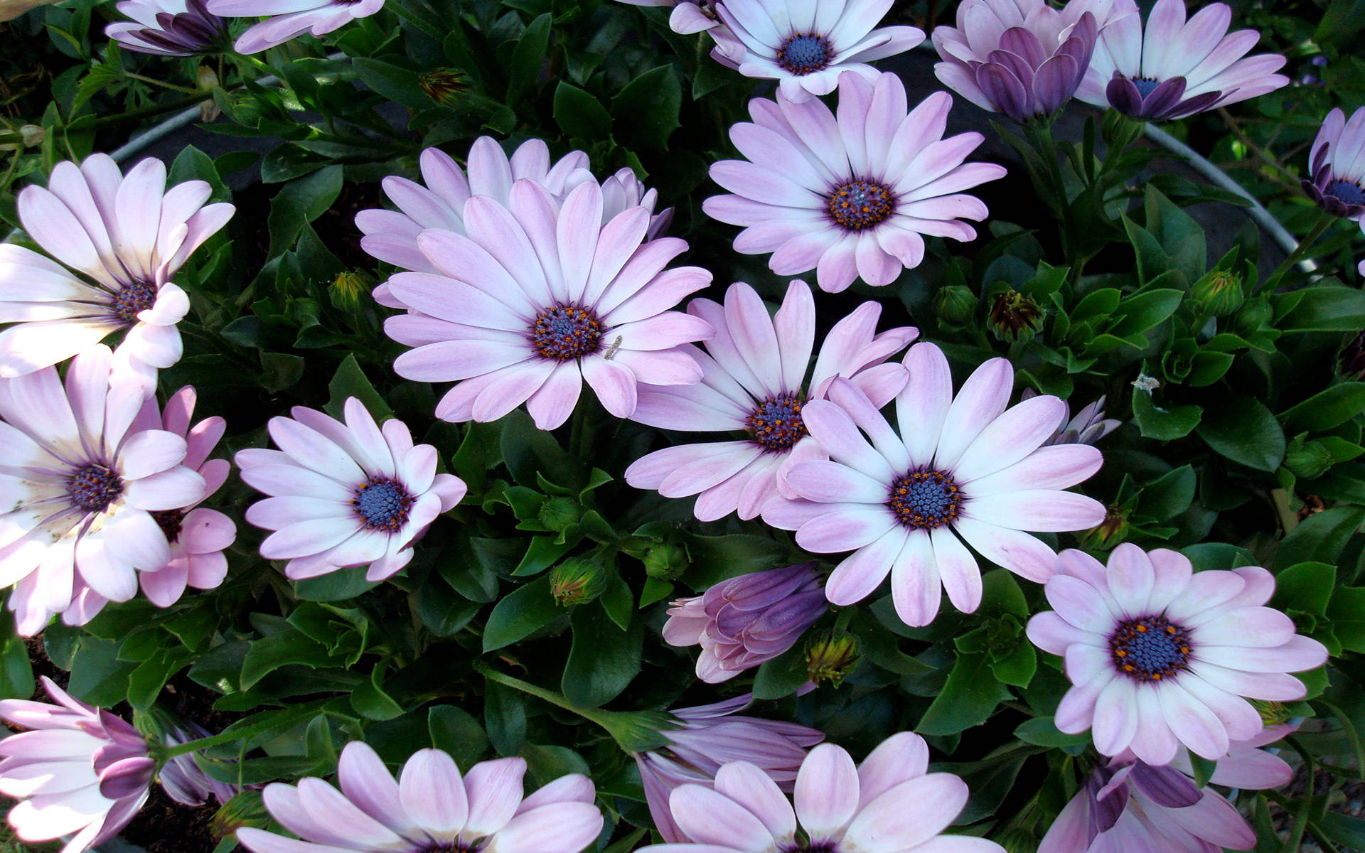 light purple daisies, bush, pink and white daisies, Full HD Desktop Wallpaper