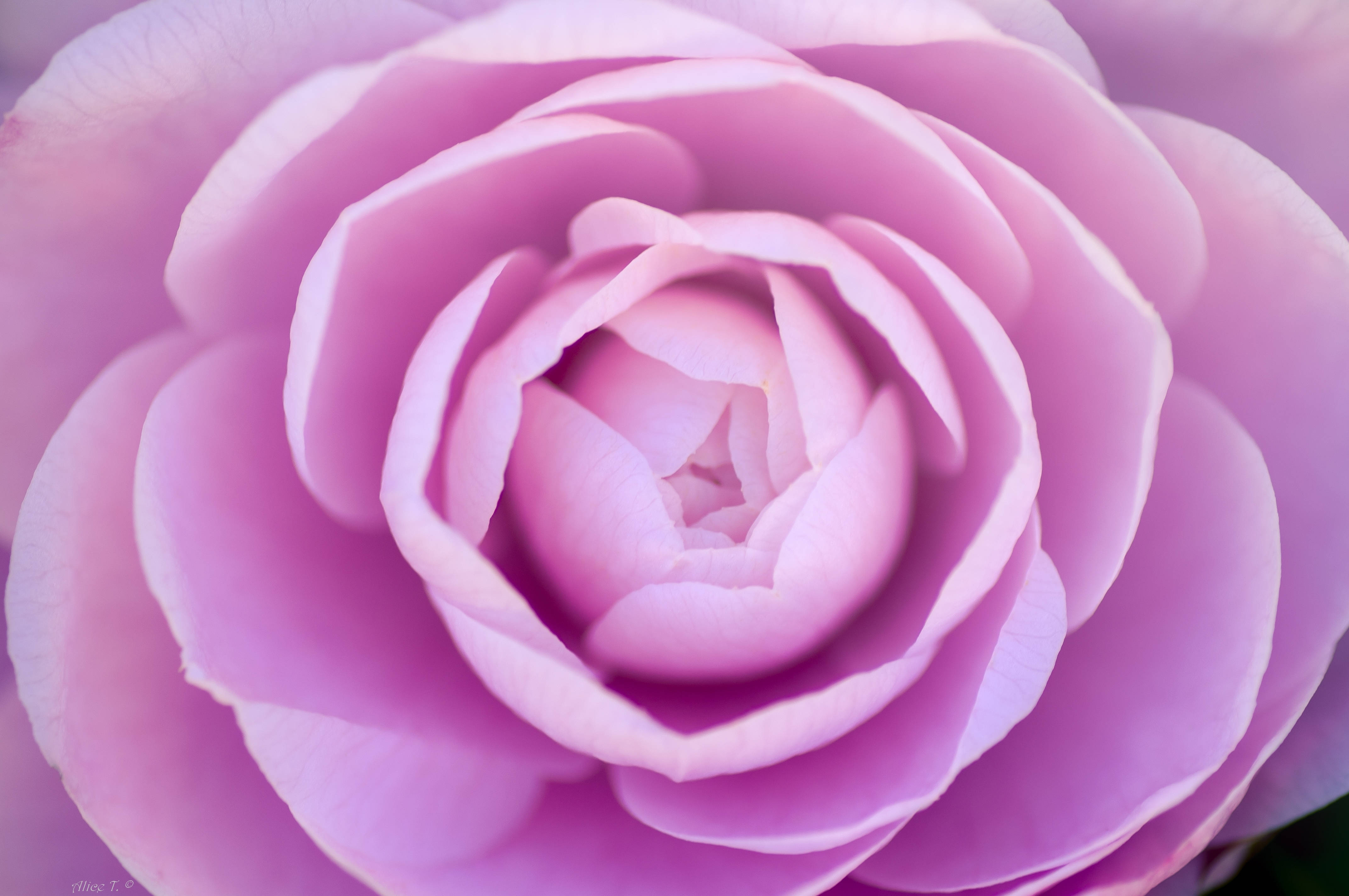 light purple rose, soft pink rose, delicate layered petals, 4K Desktop Wallpaper