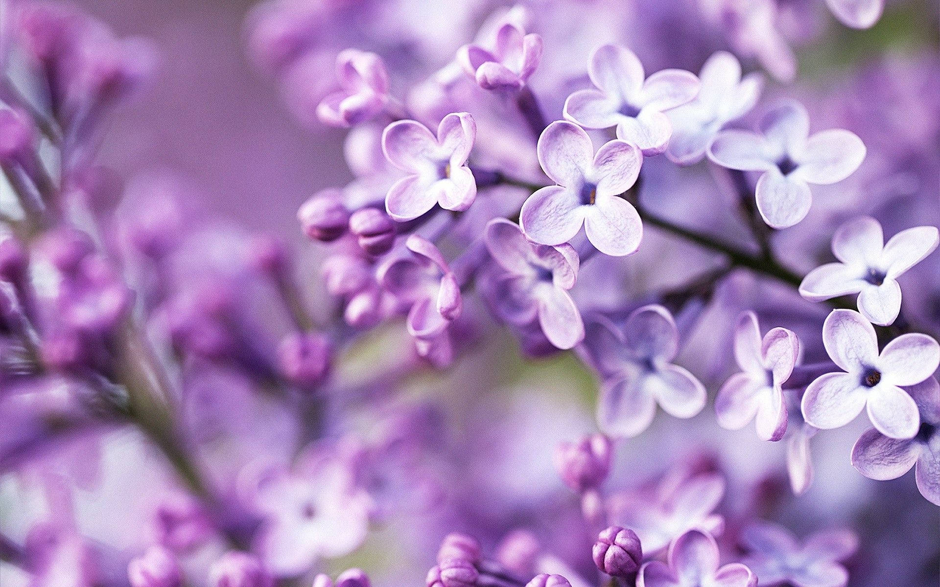 light purple, lilac flowers, delicate purple lilac blossoms, Full HD Desktop Wallpaper