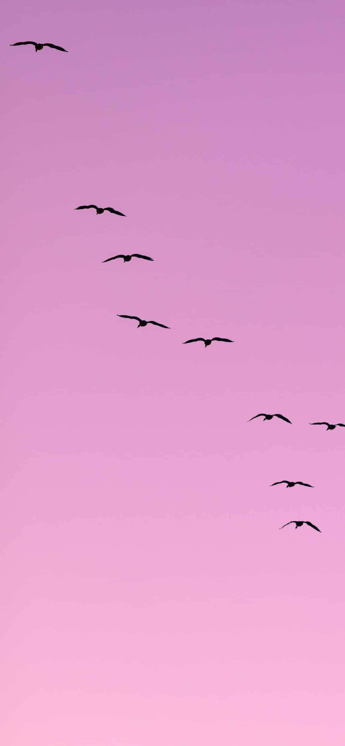 light purple aesthetic, flying birds, soft pink twilight sky, Full HD Phone Wallpaper