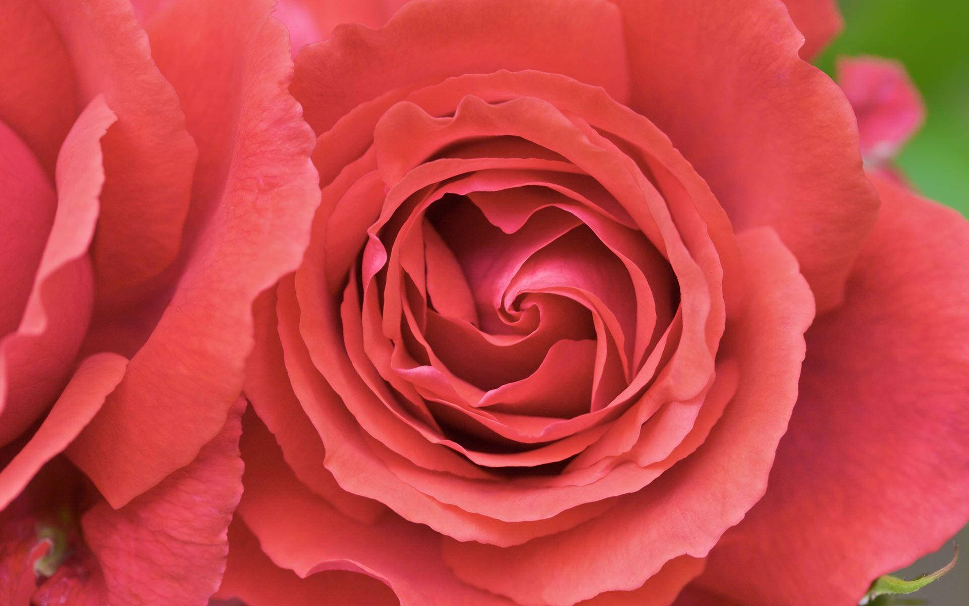 pastel red aesthetic, coral rose, delicate layered petals, Full HD Desktop Wallpaper