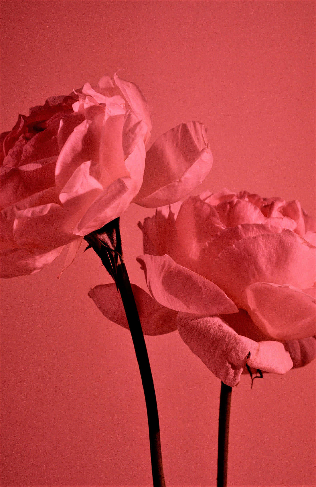Light Red Roses Aesthetic, pink roses, dark stems, Full HD Phone Wallpaper