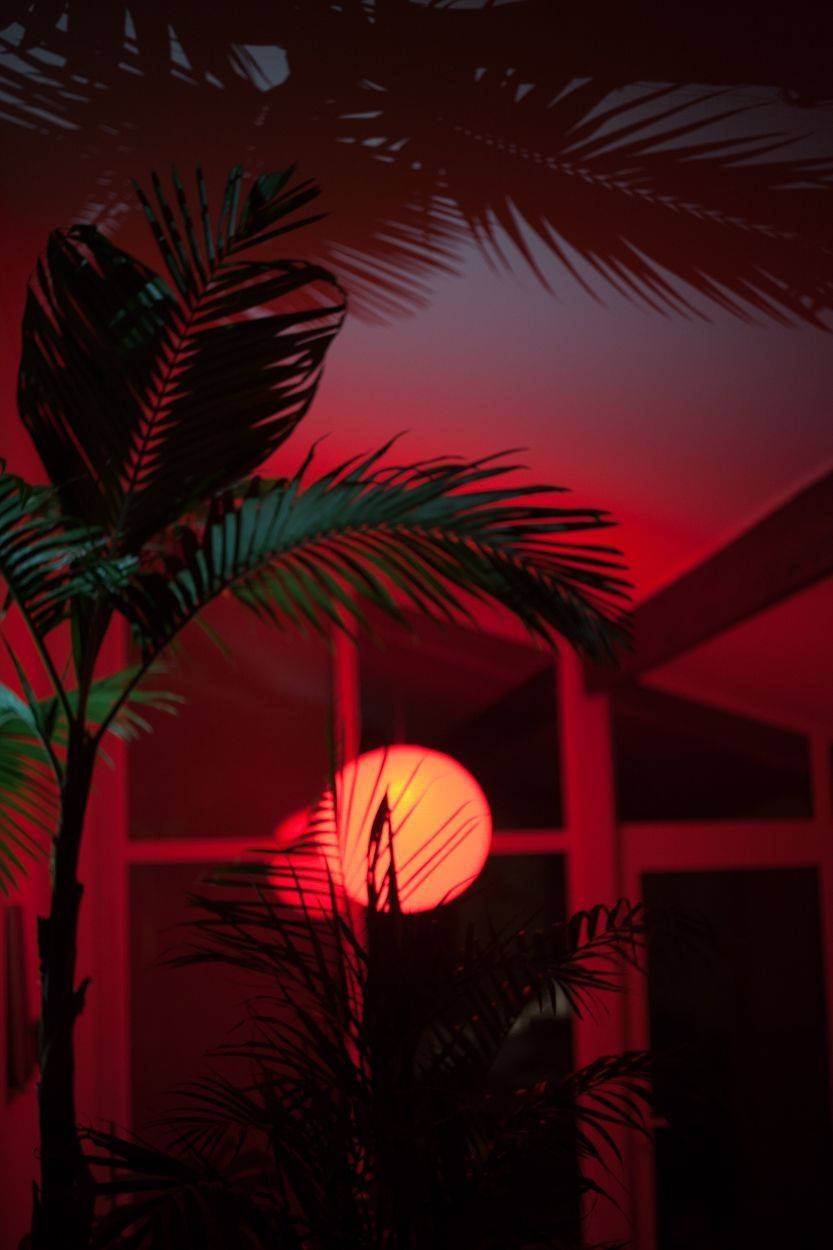 glowing orange orb, deep red twilight sky, silhouetted palm fronds, SD Phone Wallpaper