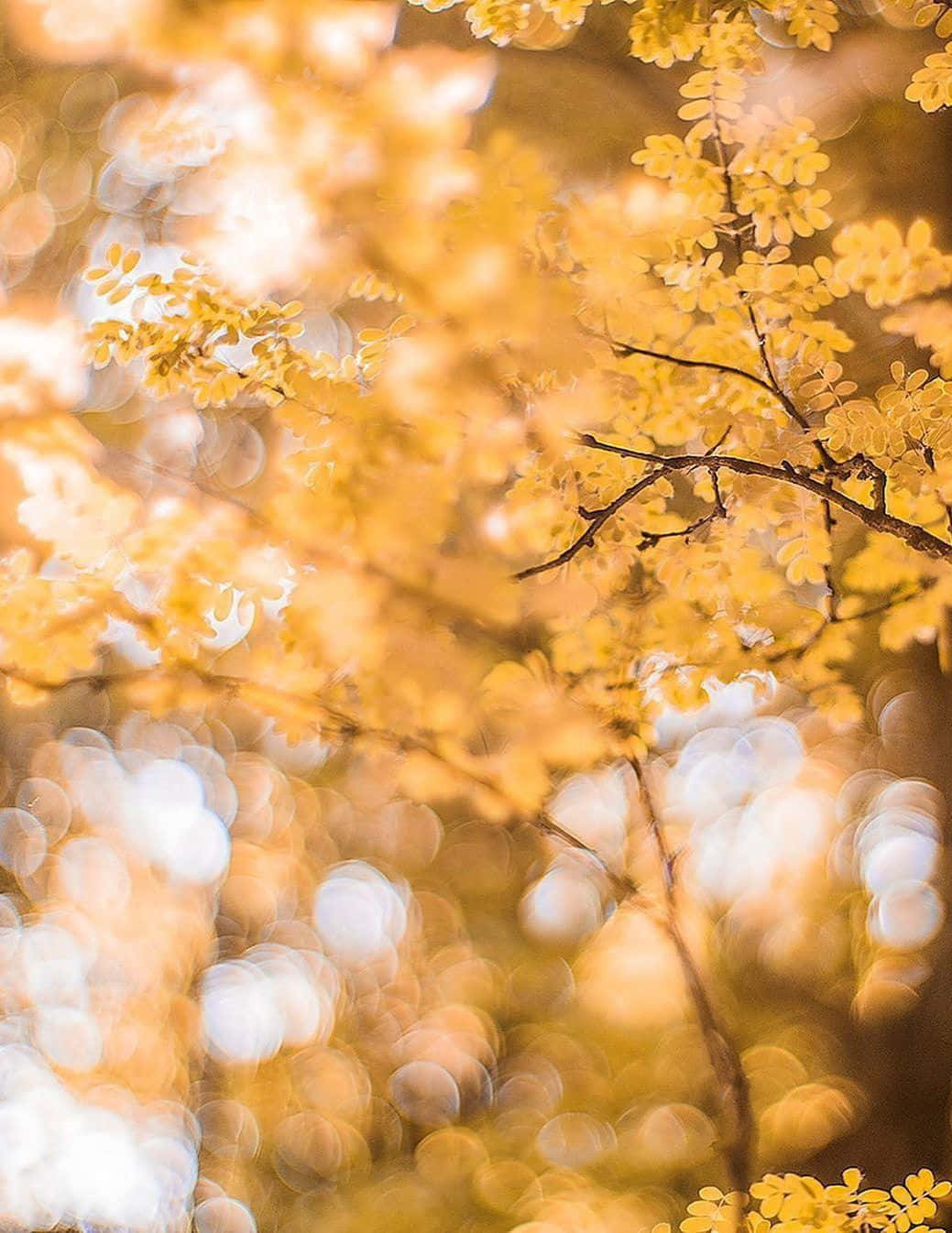 Light Yellow, golden autumn leaves, warm sunlight, HD Phone Wallpaper
