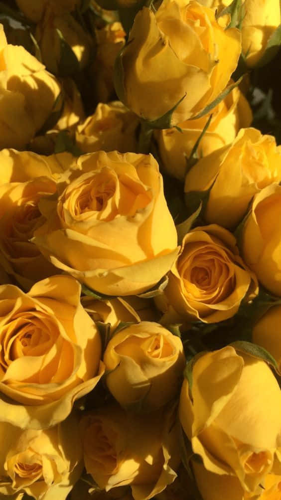 light yellow, yellow roses, sunlit, SD Phone Wallpaper