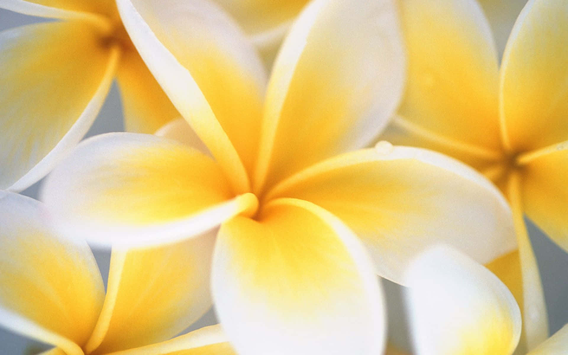 plumeria flowers, vibrant yellow, white plumeria flowers, Full HD Desktop Wallpaper
