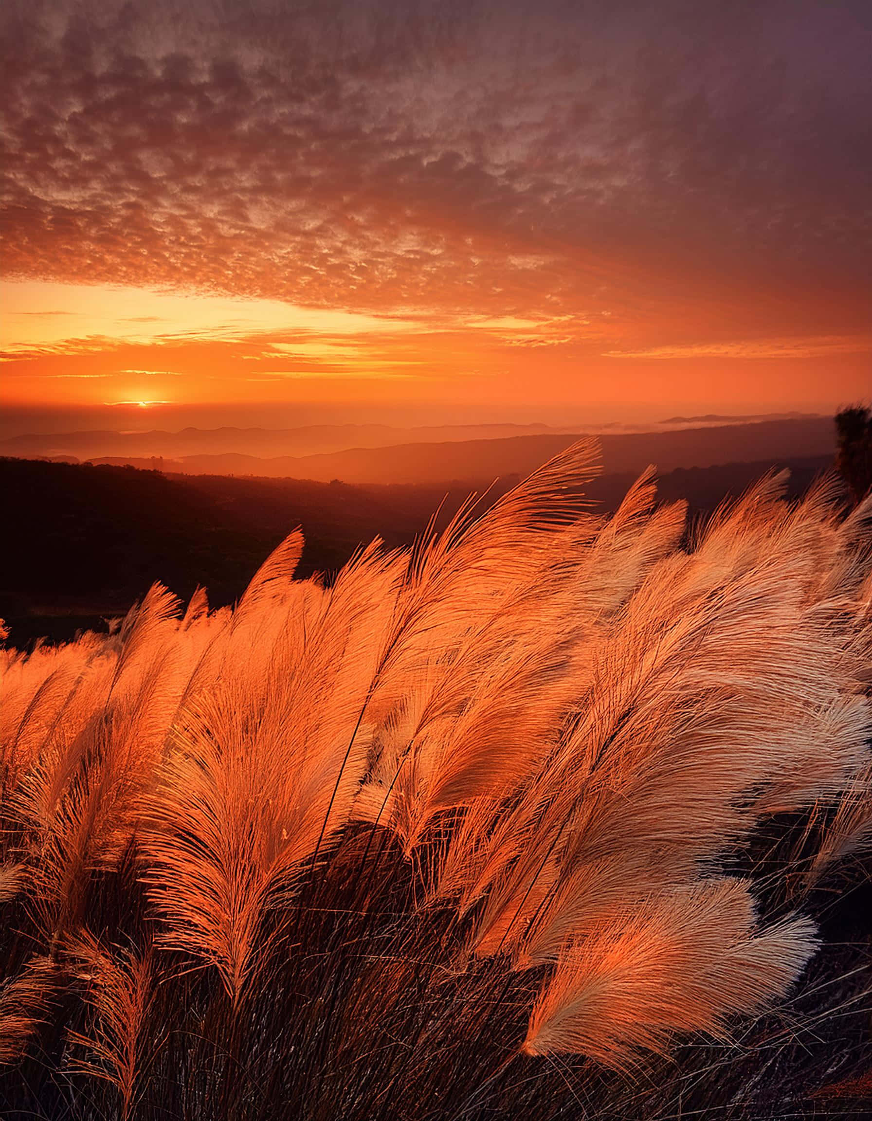 golden pampas grass, fiery orange sunset, layered mountain ridges, Full HD Phone Wallpaper