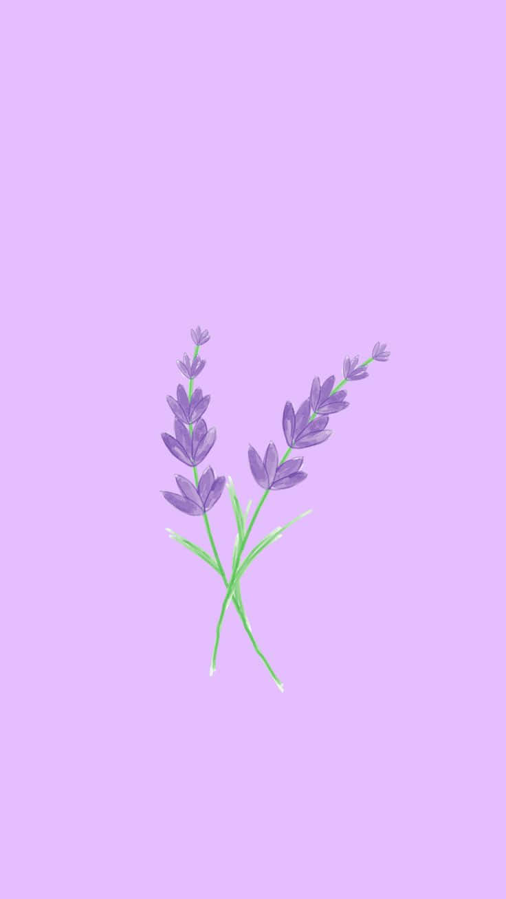 lilac color, lavender sprigs, purple blooms, HD Phone Wallpaper