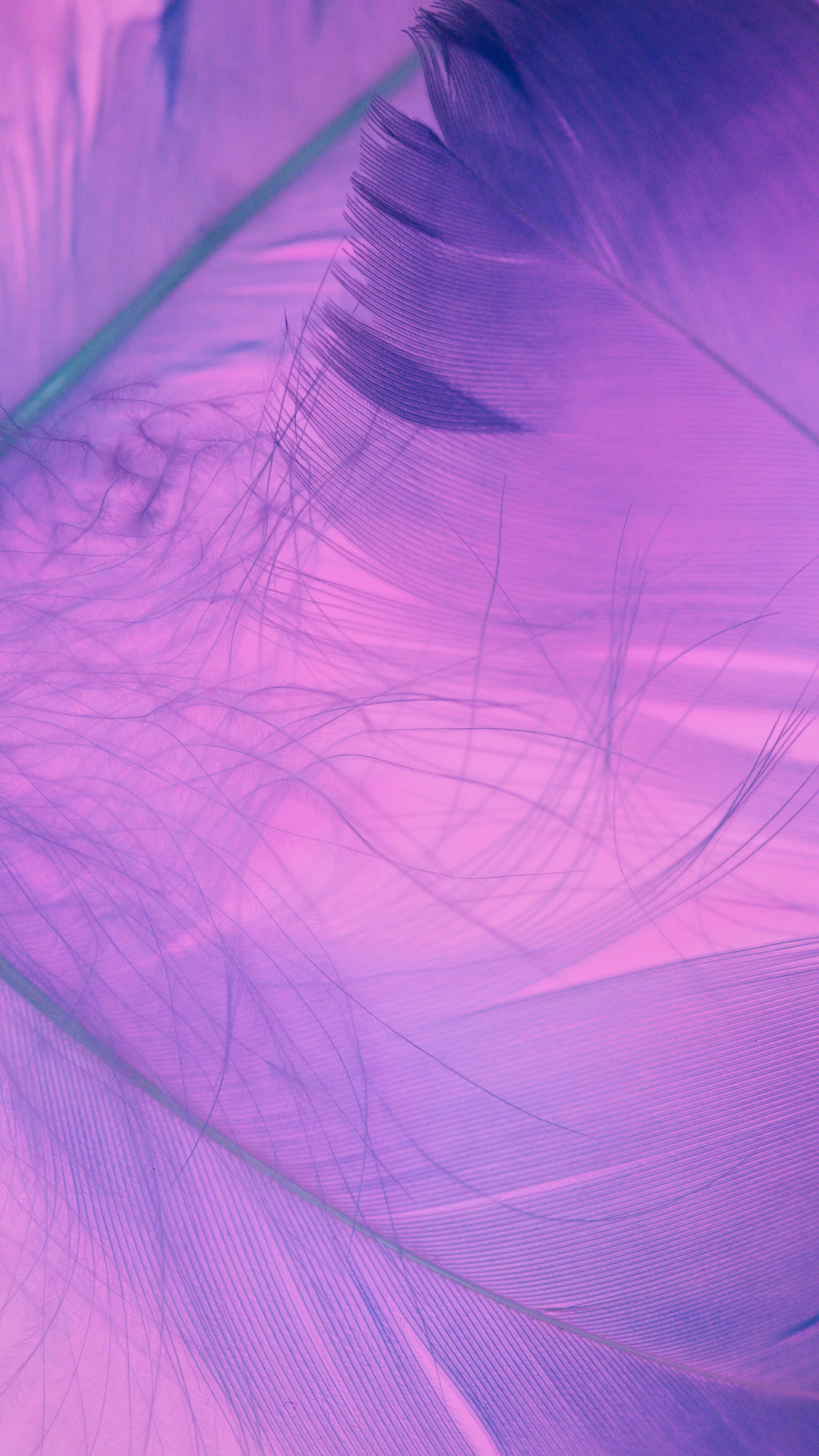 lilac color, purple feathers, pink gradients, 5K Phone Wallpaper