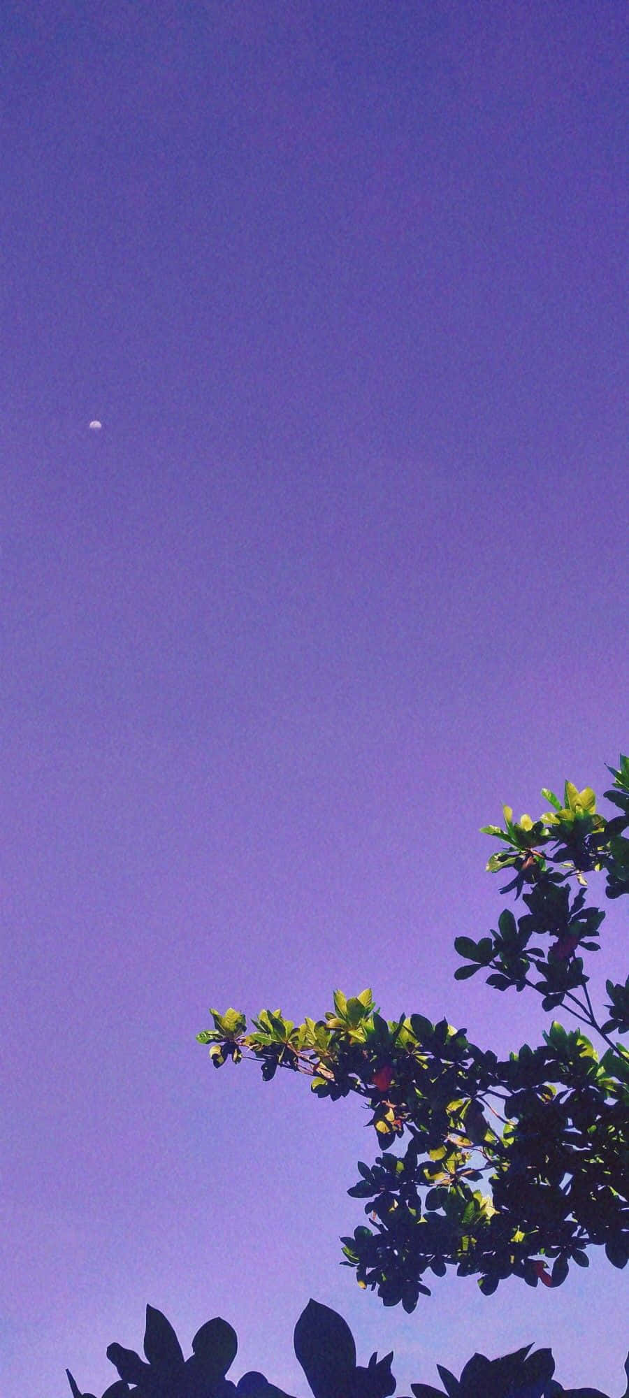Lilac Color, deep purple twilight sky, faint crescent moon, Full HD Phone Wallpaper