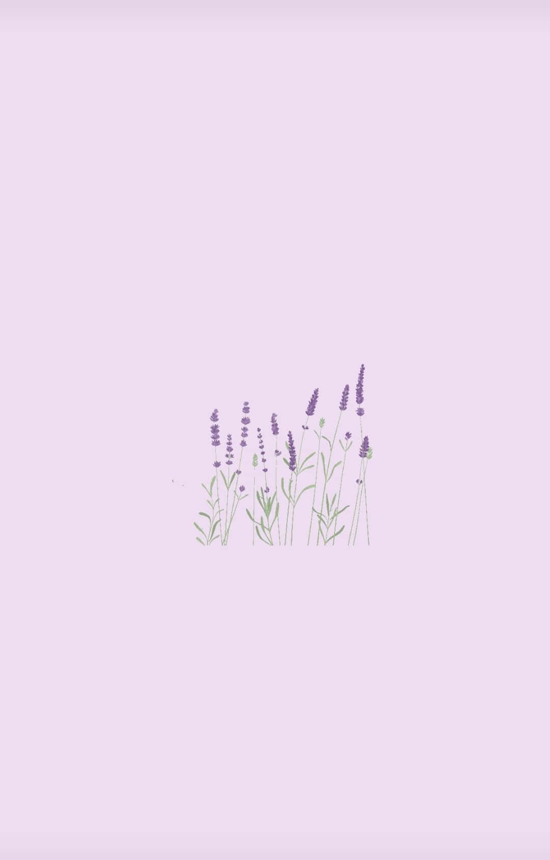 lilac, lavender flowers, green stems, HD Phone Wallpaper
