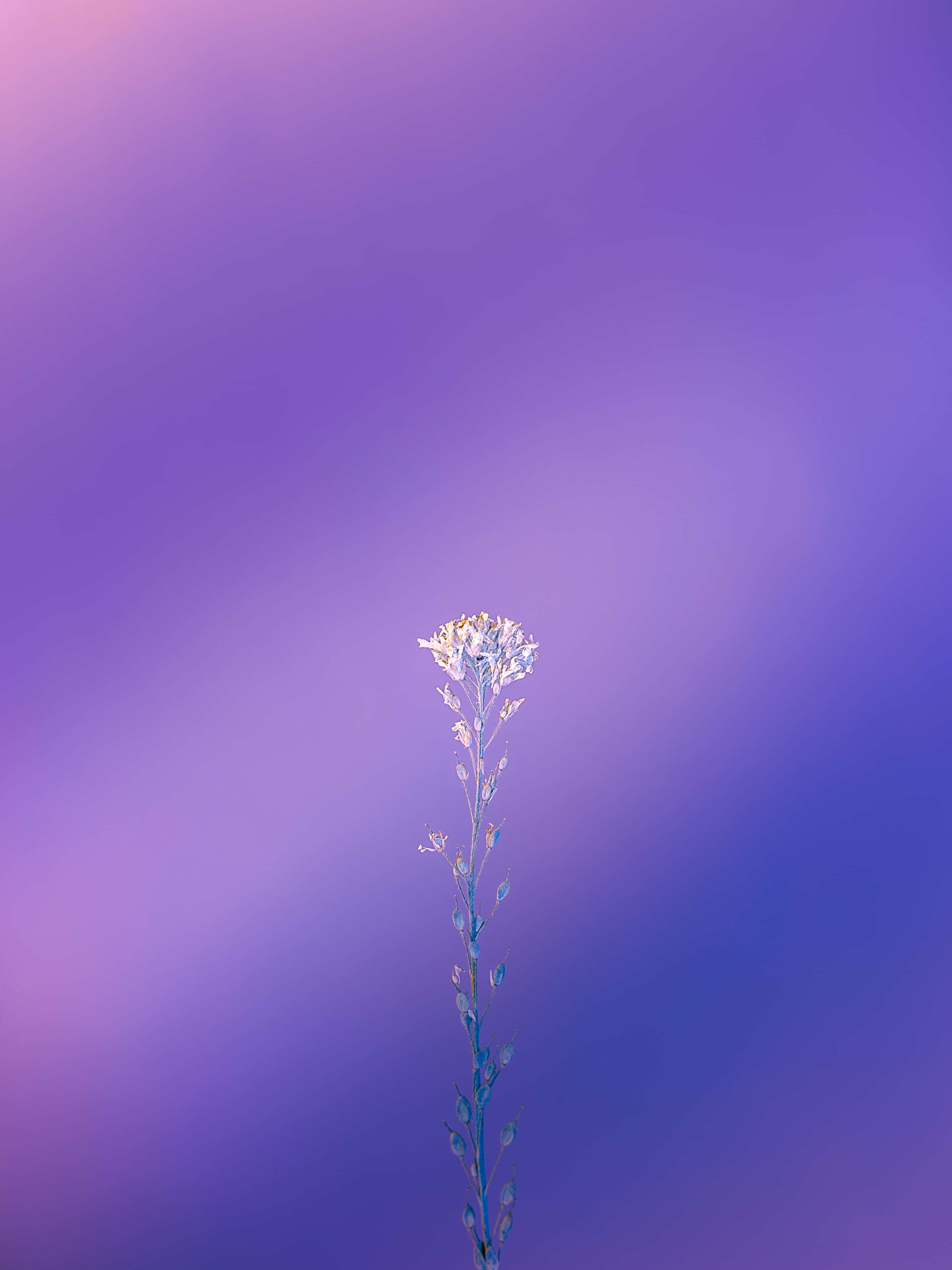 lilac color, white flower, purple and blue sky, 4K Phone Wallpaper