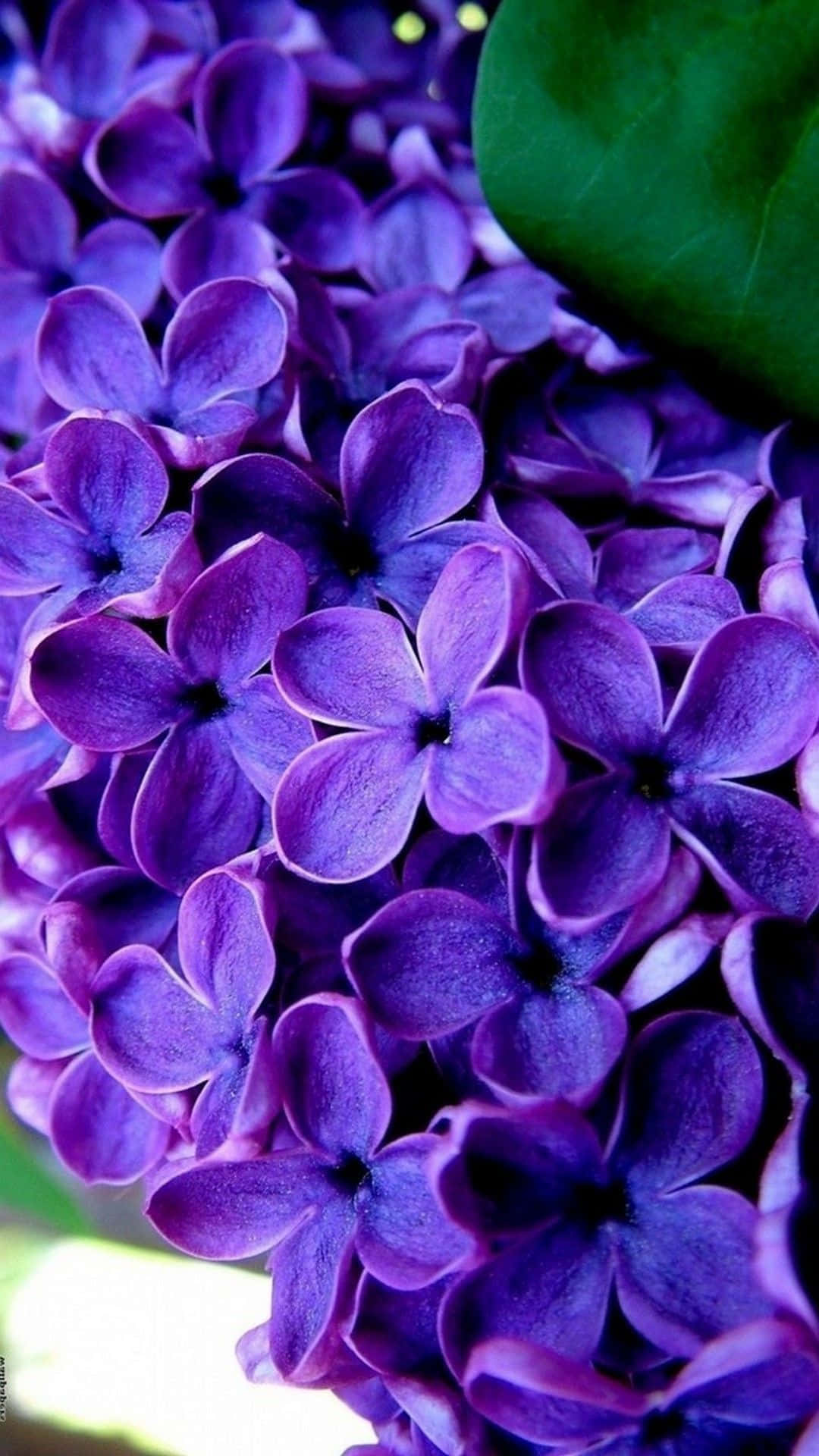 Lilac Tree, vibrant purple lilac blossoms, soft petals, Full HD Phone Wallpaper