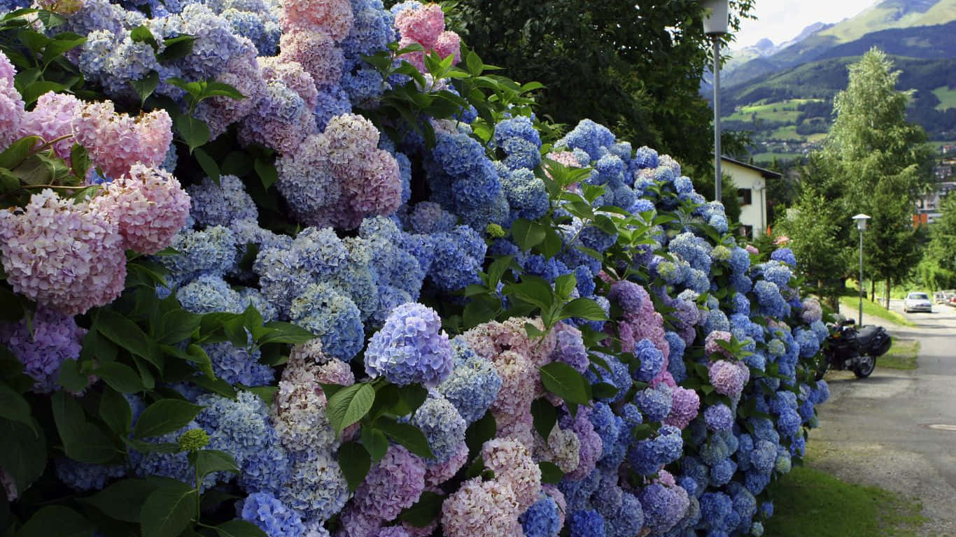 Lilac Tree, blue and pink hydrangeas, quiet street, HD Desktop Wallpaper