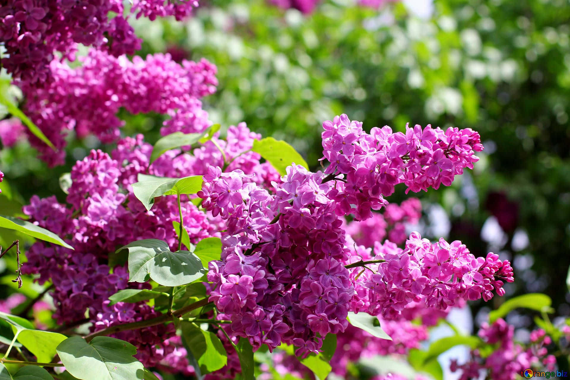 Lilac Tree, vibrant purple lilac blossoms, lush green leaves, Full HD Desktop Wallpaper