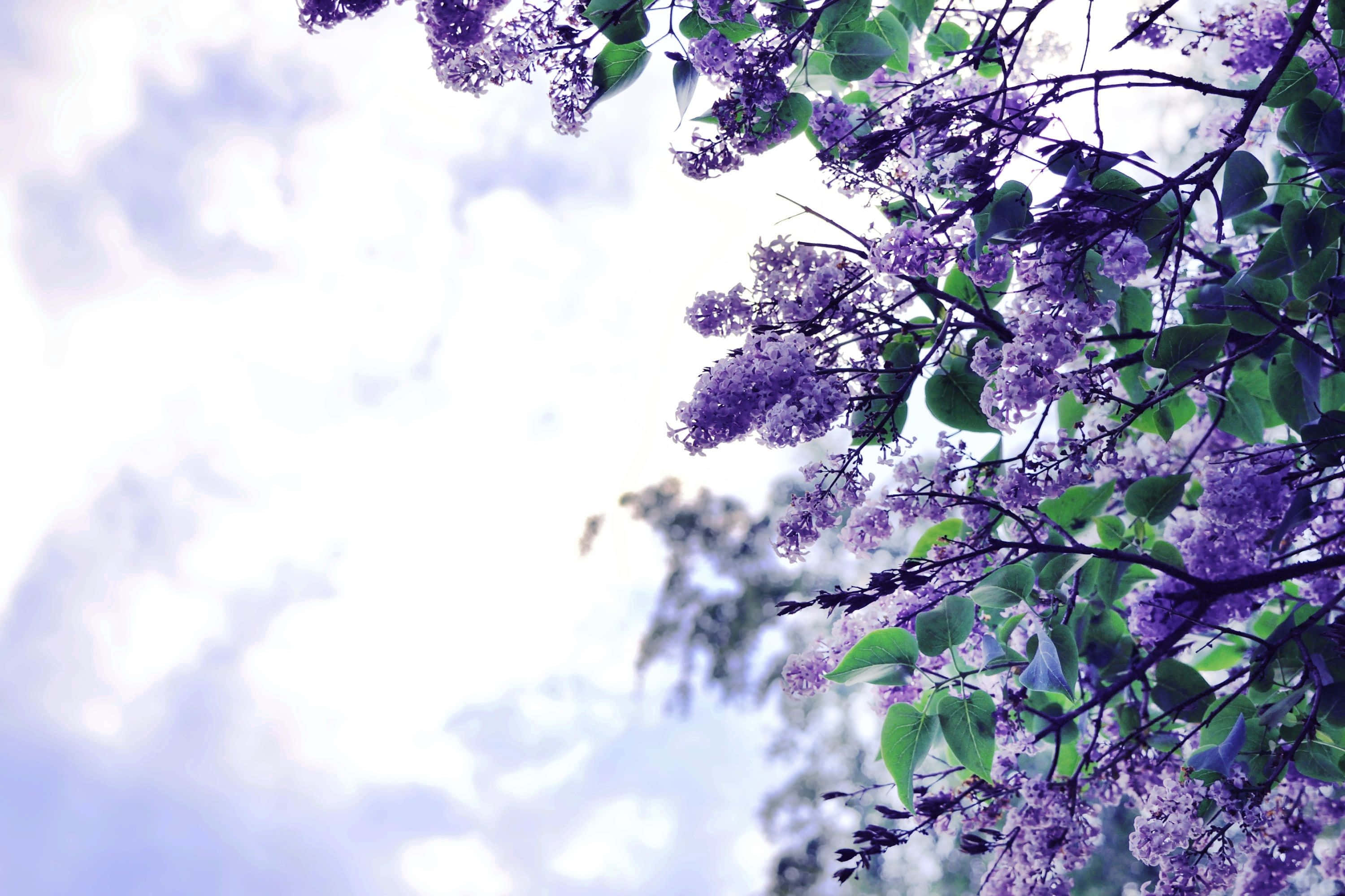 Lilac Tree, purple lilac blossoms, green leaves, 2K Desktop Wallpaper