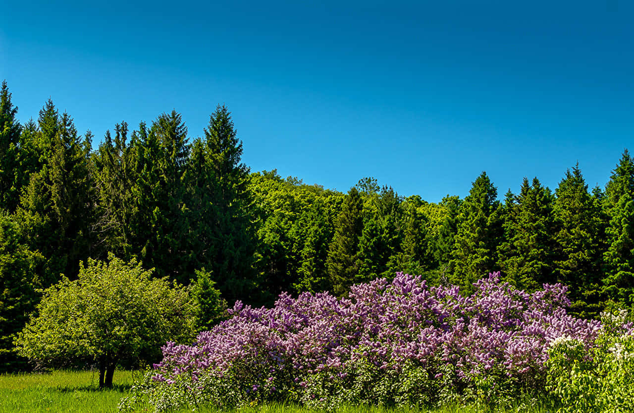Lilac Tree, vibrant purple lilac bushes, sunlit meadow, HD Desktop Wallpaper