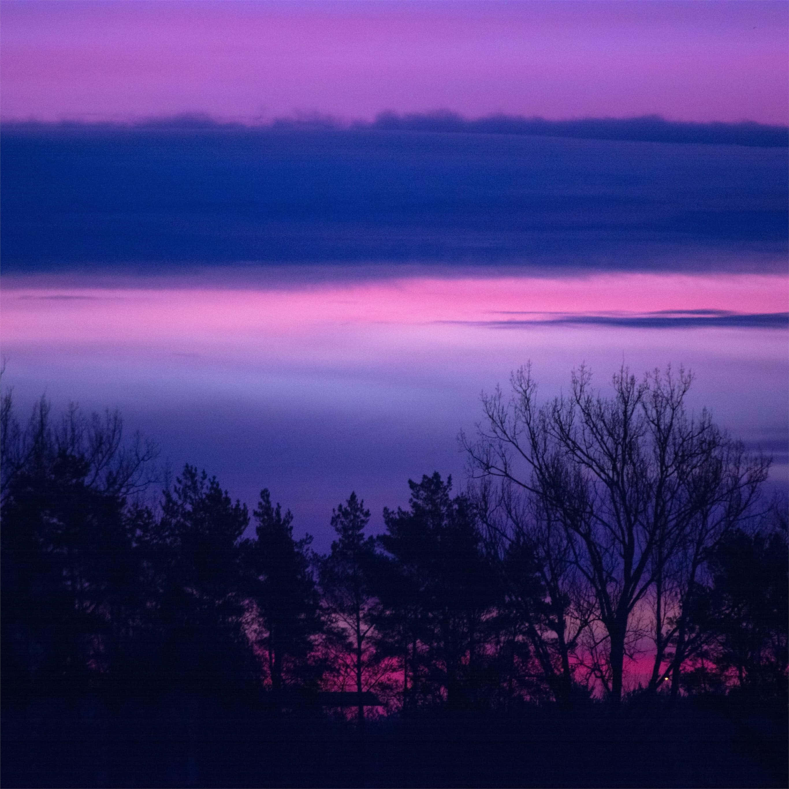 Lilac Tree, twilight sky, deep purples, 2K Desktop Wallpaper