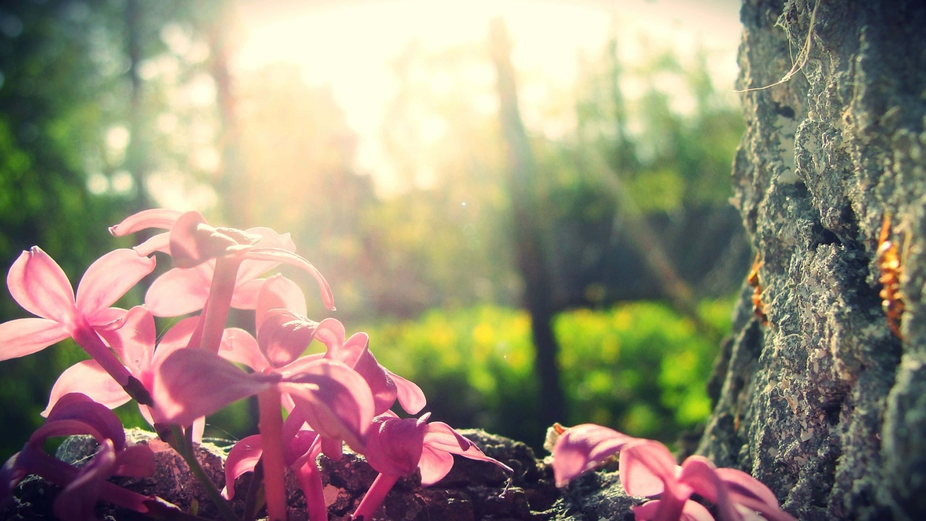 Lilac Tree, pink flowers, mossy tree trunk, 4K Desktop Wallpaper