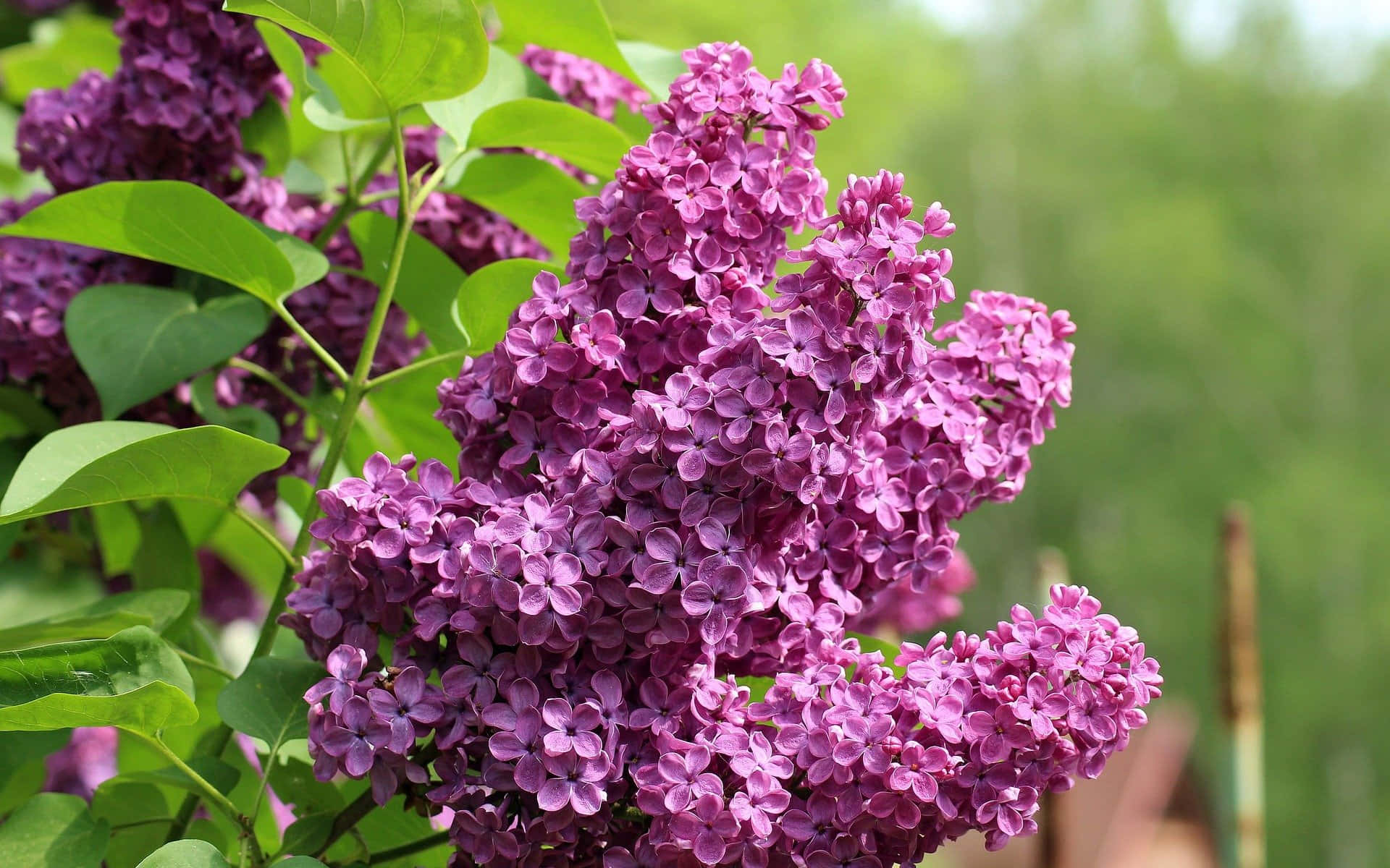 Lilac Tree, vibrant purple lilac blossoms, green stems, Full HD Desktop Wallpaper