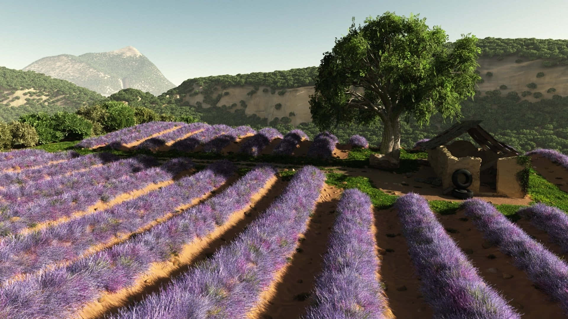 Lilac Tree, vibrant purple lavender, sunlit hillsides, Full HD Desktop Wallpaper