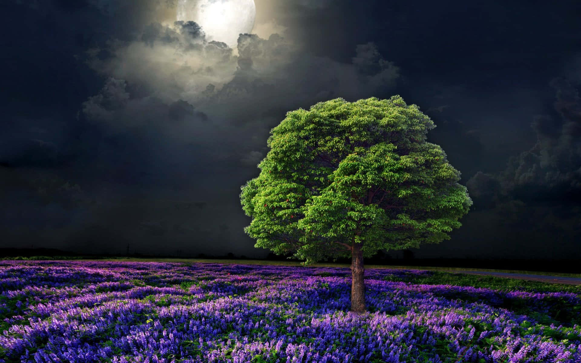 Lilac Tree, vibrant green tree, field of purple flowers, Full HD Desktop Wallpaper