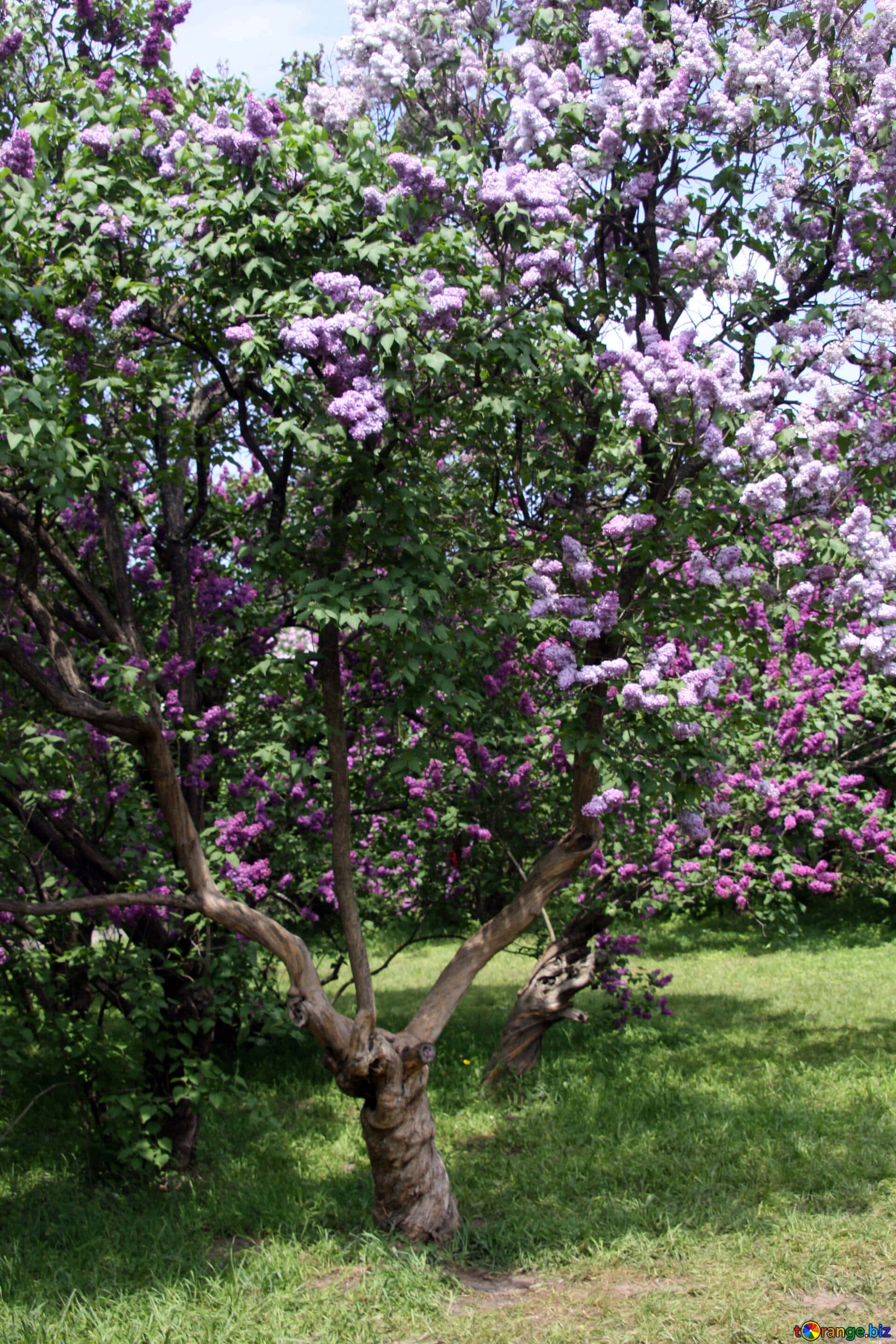 Lilac Tree, purple blooms, bright blue sky, 2K Phone Wallpaper
