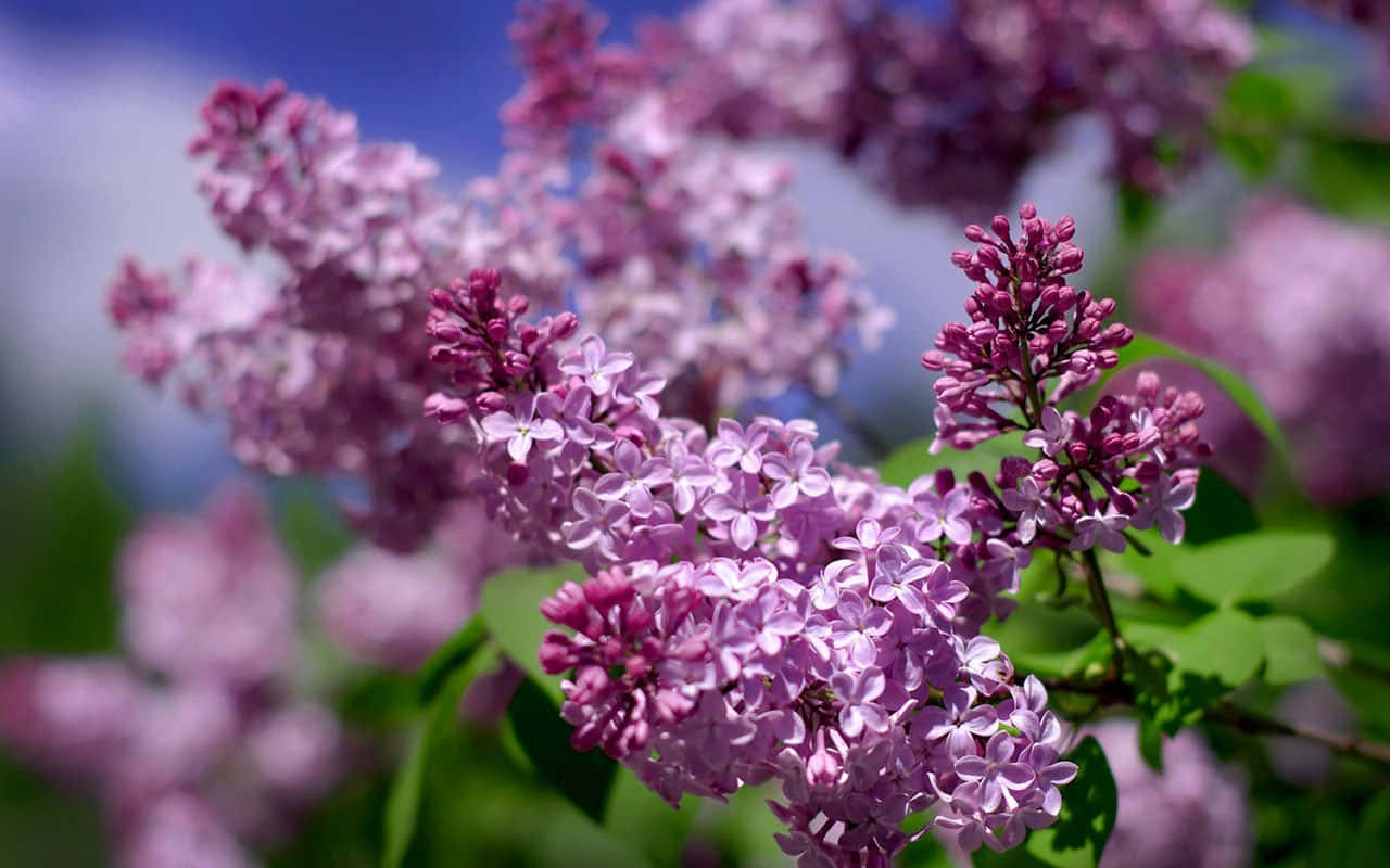 Lilac Tree, vibrant purple lilac blossoms, soft blue sky, HD Desktop Wallpaper