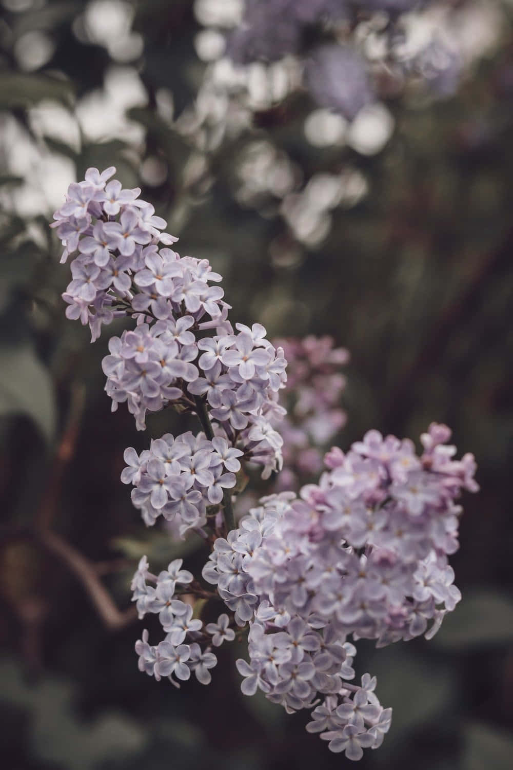 Lilac Tree, light purple, blossoms, HD Phone Wallpaper