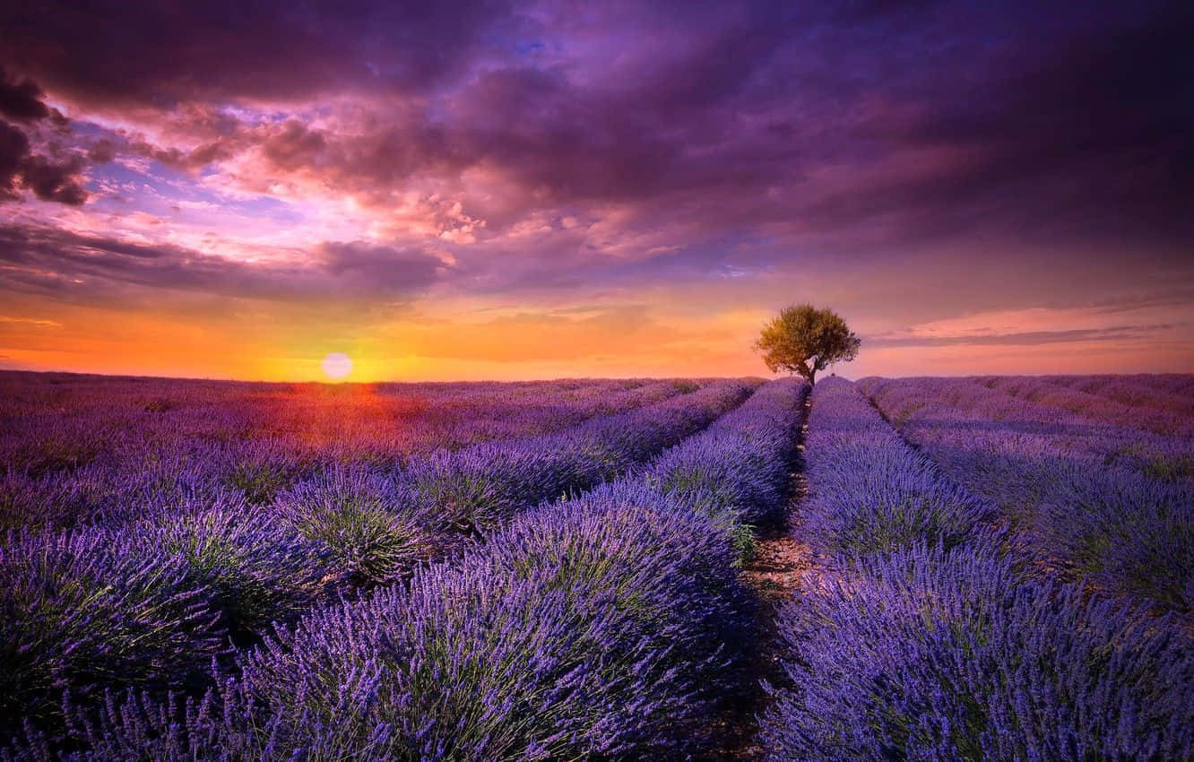 Lilac Tree, lavender fields, purple and orange sunset sky, HD Desktop Wallpaper