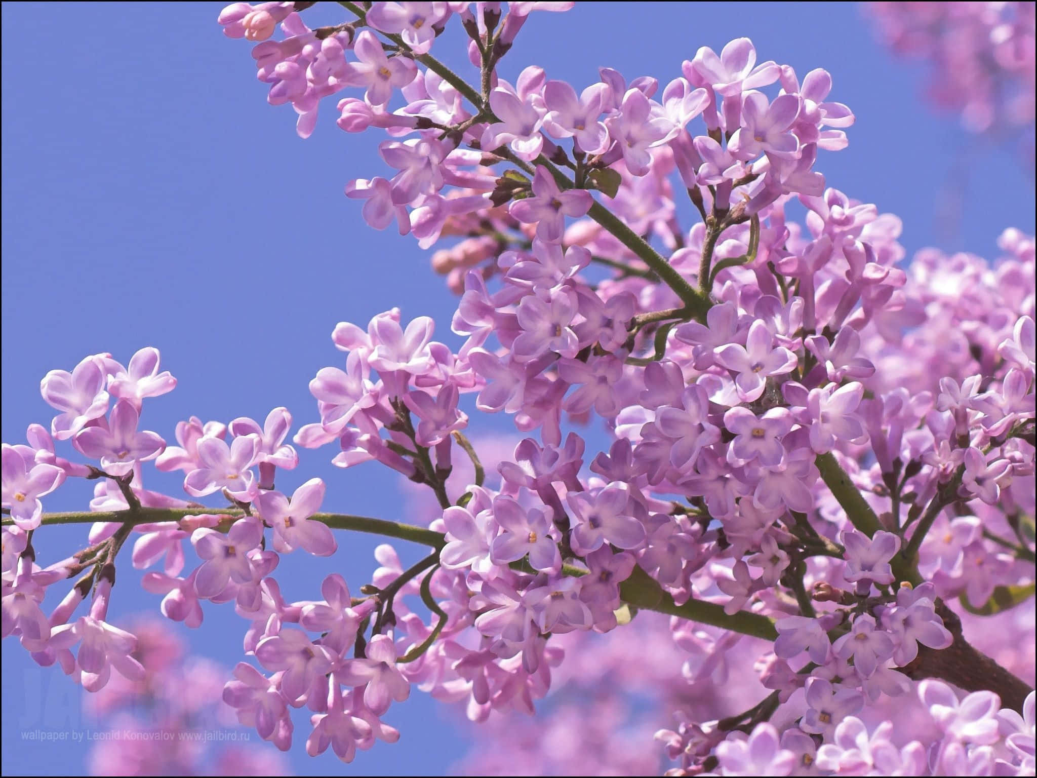 Lilac Tree, pink lilac blossoms, clear blue sky, Full HD Desktop Wallpaper