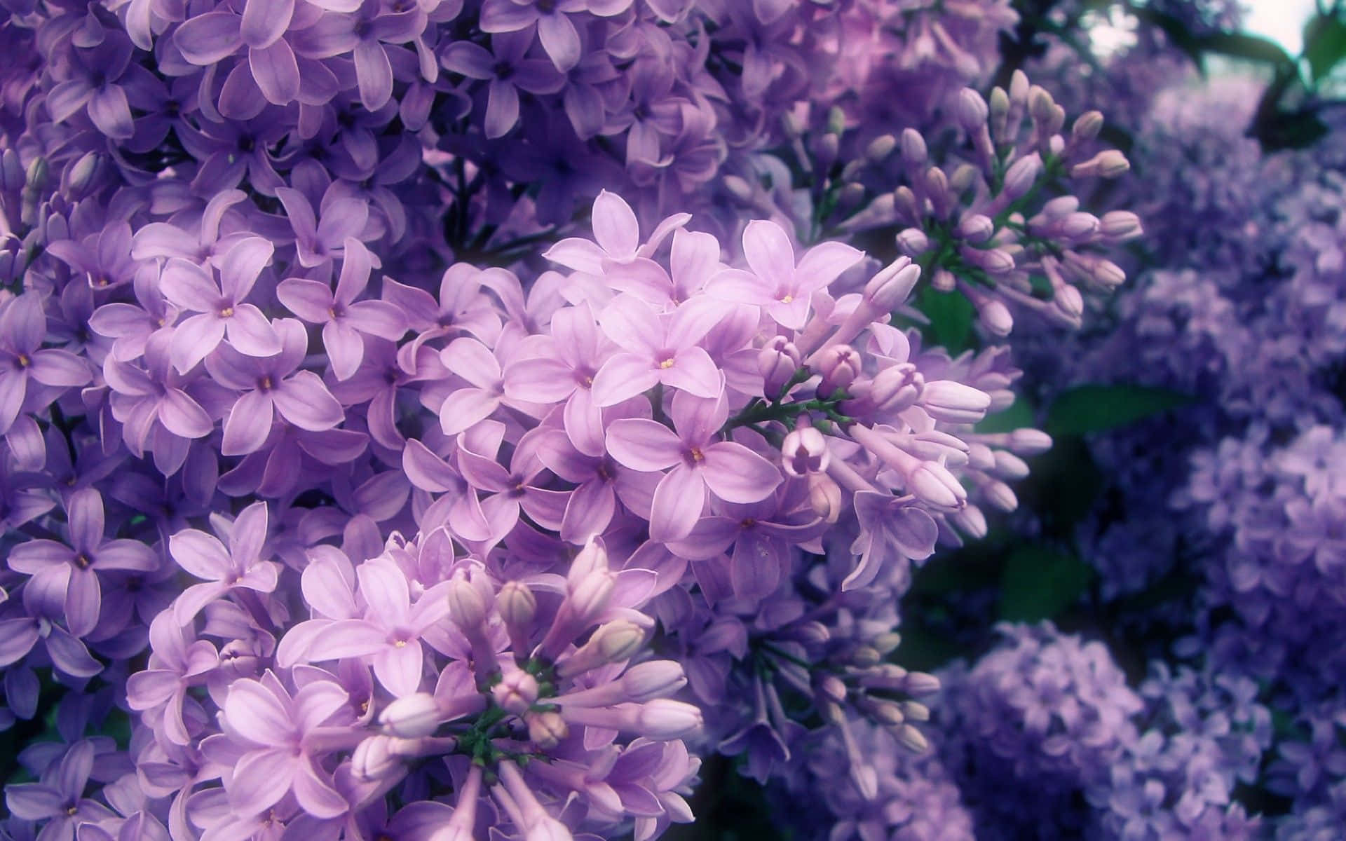 lilac tree, vibrant lilac tree, delicate purple lilac blossoms, Full HD Desktop Wallpaper