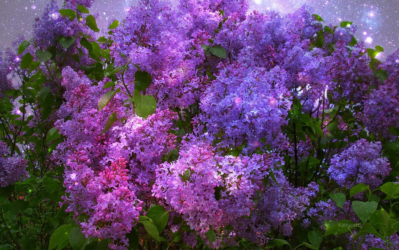 Lilac Tree, vibrant purple lilac blossoms, cosmic night sky, HD Desktop Wallpaper