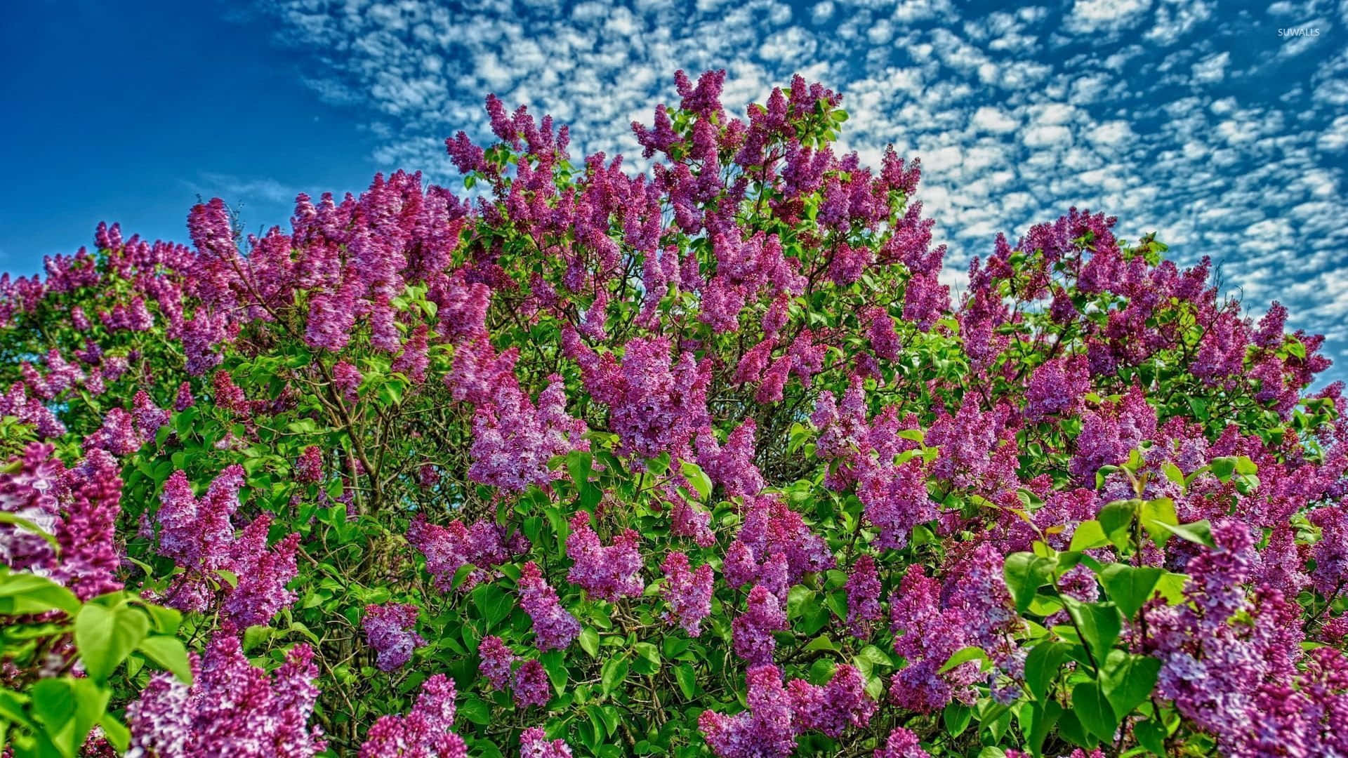 Lilac Tree, purple lilacs, bright blue sky, Full HD Desktop Wallpaper
