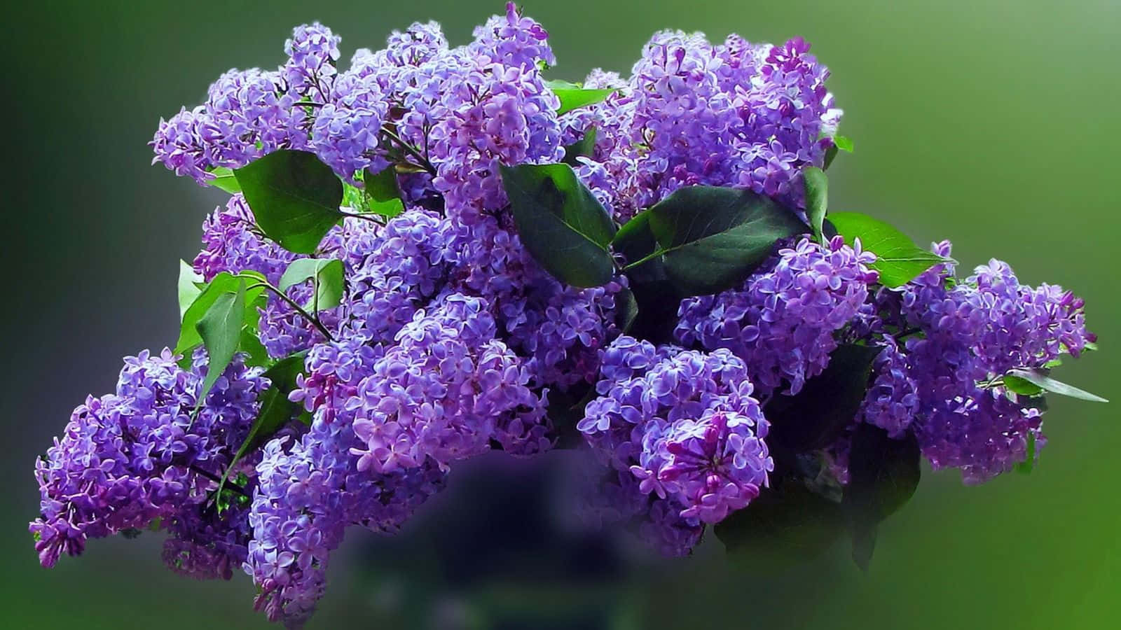 Lilac Tree, vibrant purple lilac blossoms, deep green leaves, HD Desktop Wallpaper
