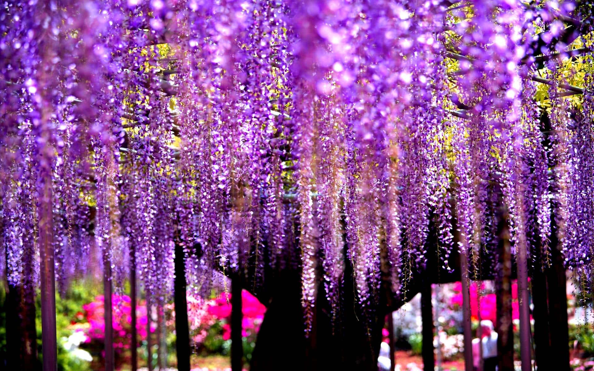 lilac tree, vibrant purple wisteria, sunny day in spring, Full HD Desktop Wallpaper