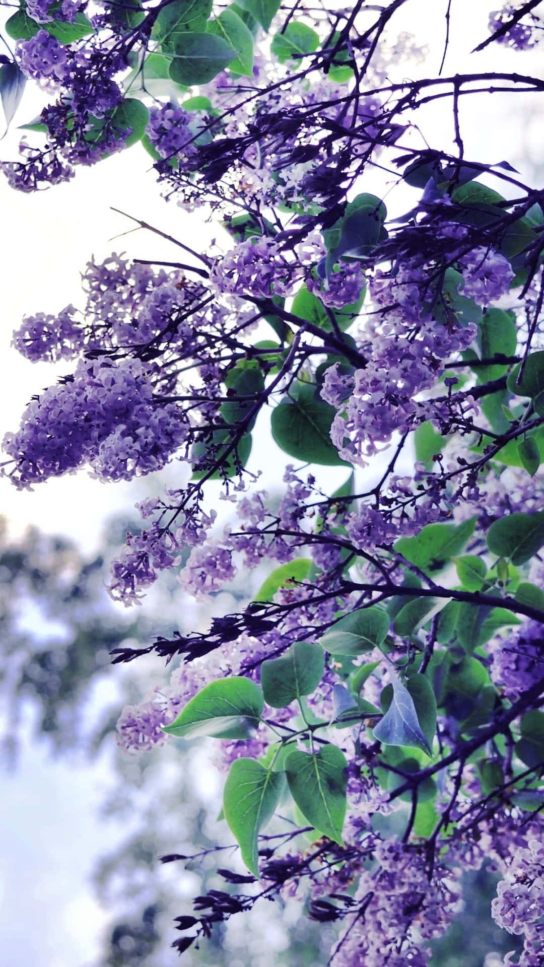 Lilac Tree, vibrant purple lilac blossoms, dark branches, Full HD Phone Wallpaper