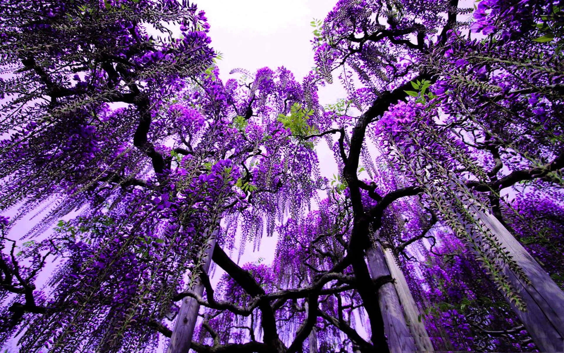 Lilac Tree, wisteria blossoms, vibrant purple, Full HD Desktop Wallpaper