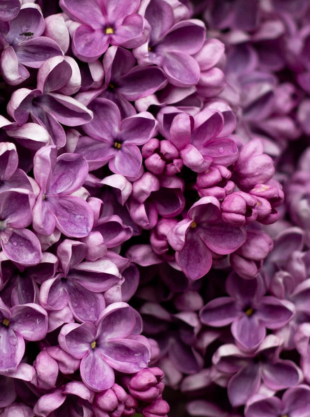 lilac tree, purple lilac blossoms, dewdrops, HD Phone Wallpaper