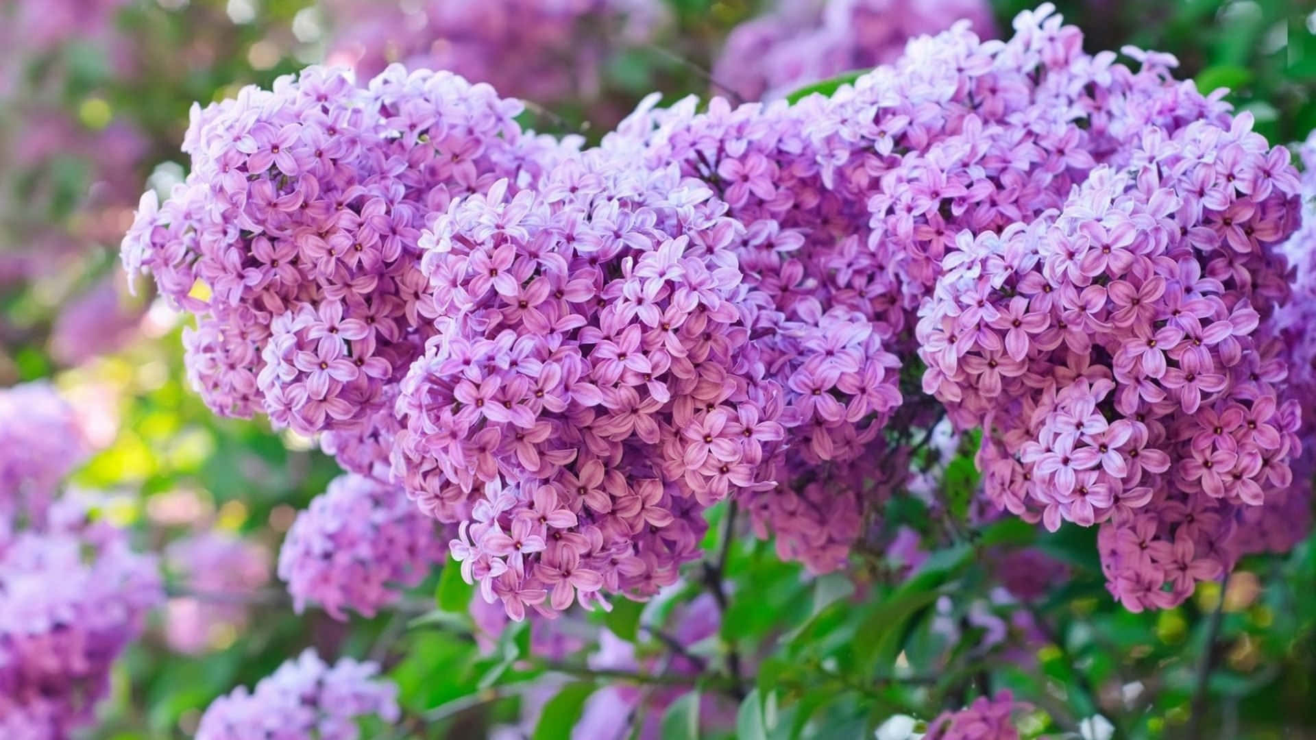 Lilac Tree, sunset, purple lilac blossoms, Full HD Desktop Wallpaper
