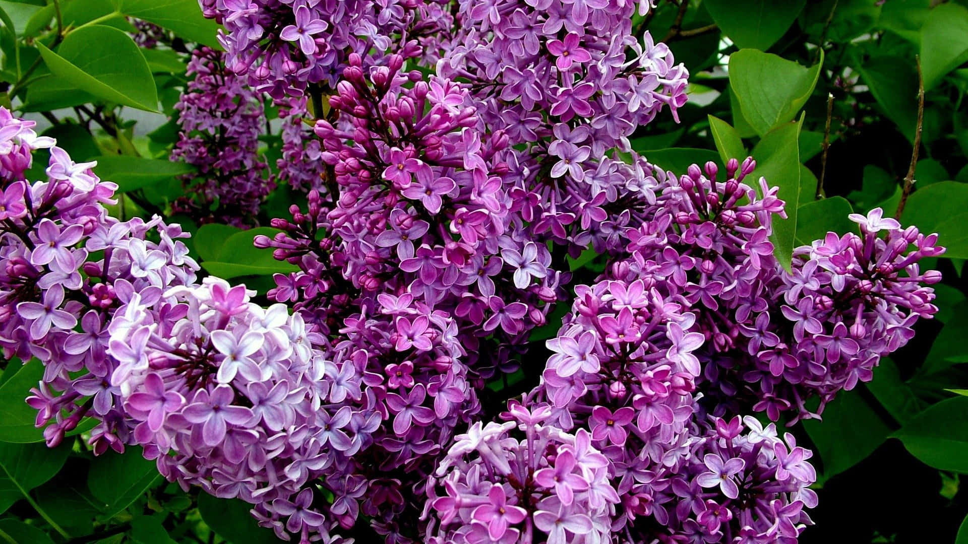 Lilac Tree, purple, white, Full HD Desktop Wallpaper