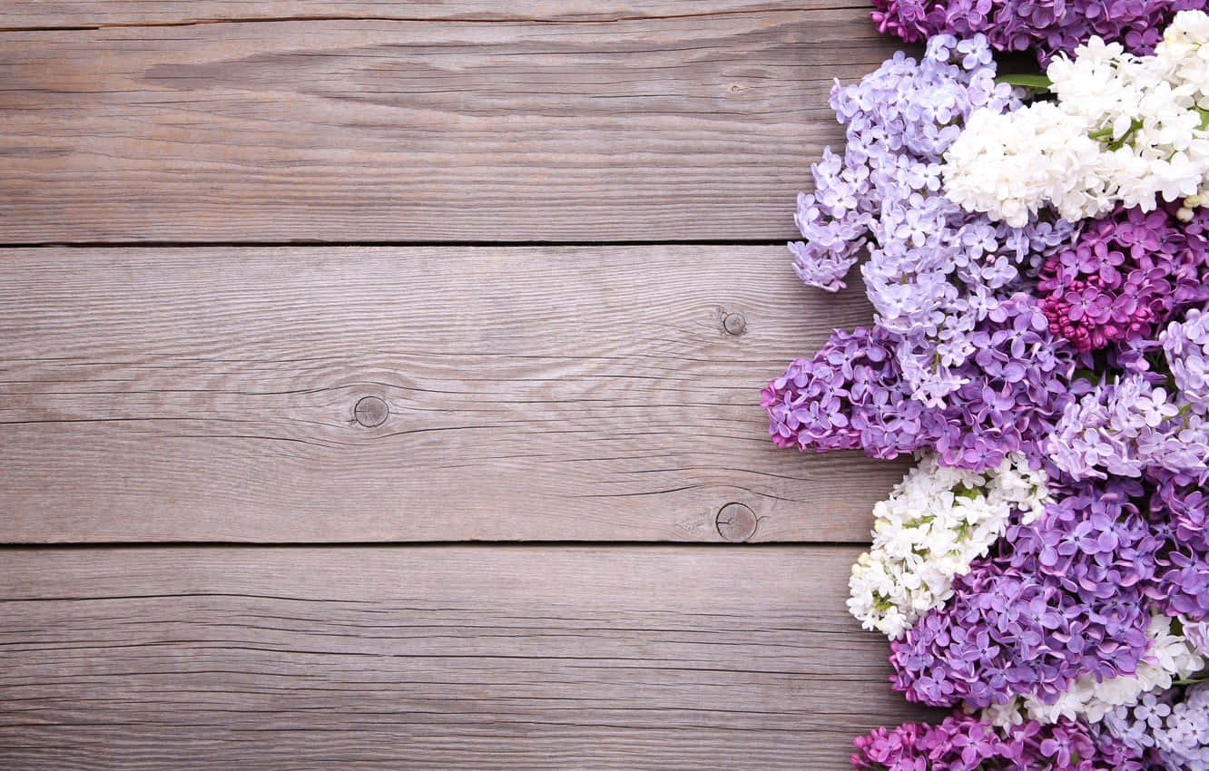 Lilac Tree, purple and white lilac blooms, weathered wooden surface, HD Desktop Wallpaper
