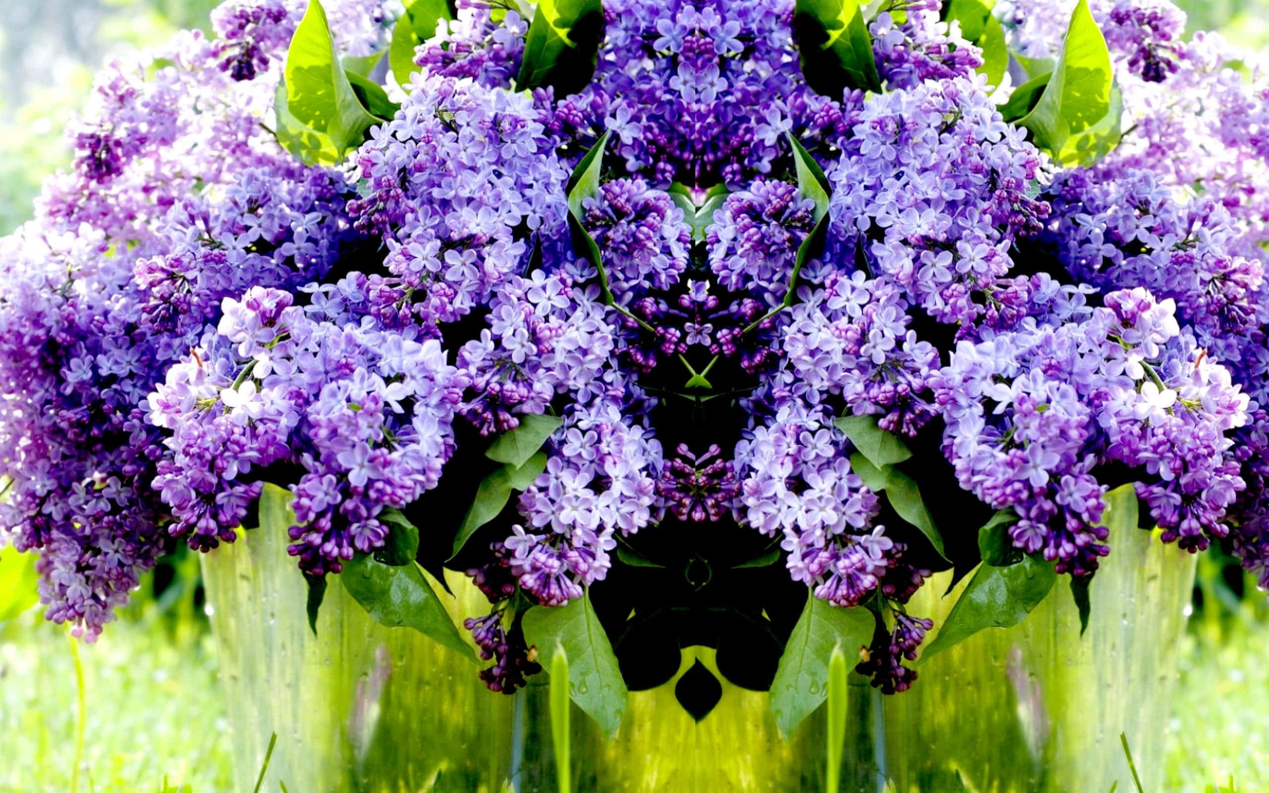 Lilac Tree, purple lilac blossoms, lush green leaves, 2K Desktop Wallpaper